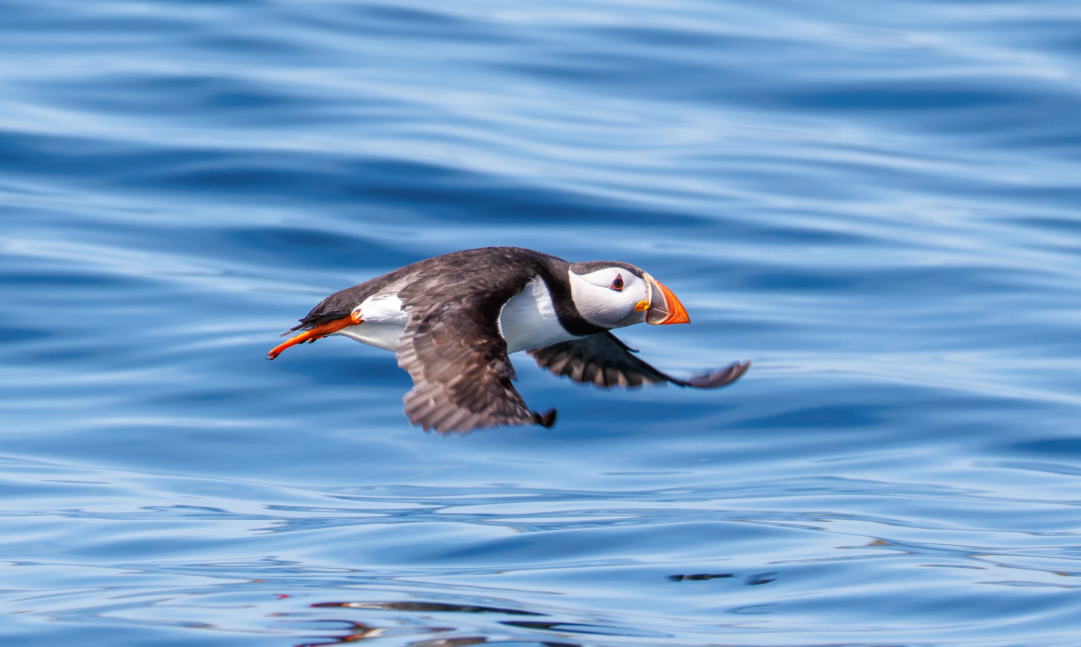 Puffin, Farne Islands, Seahouses, Northumberland, UK — photo by Orlando Prugel-Bennett