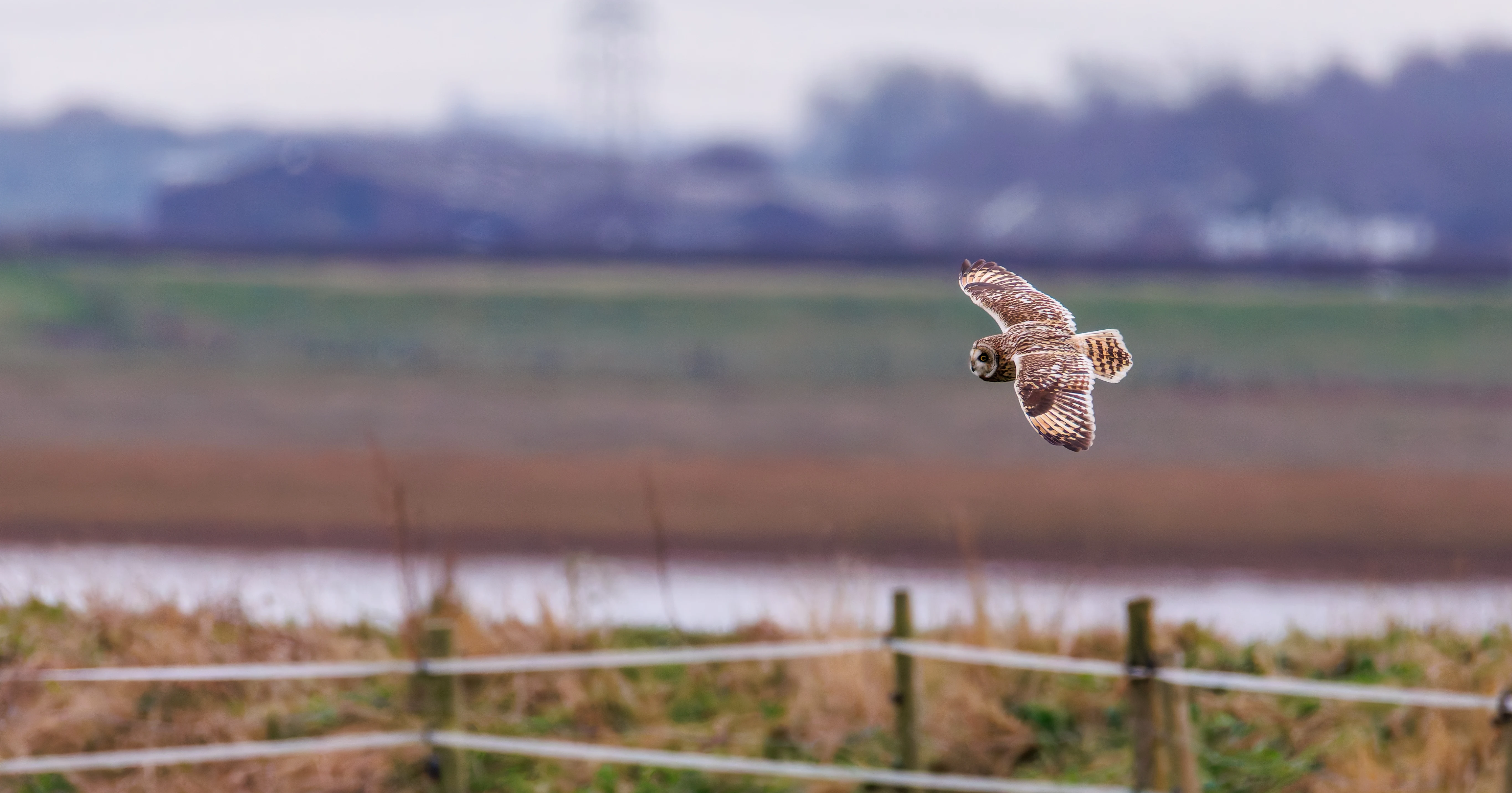 Short-earted Owl, Glasson Docks, UK — photo by Orlando Prugel-Bennett
