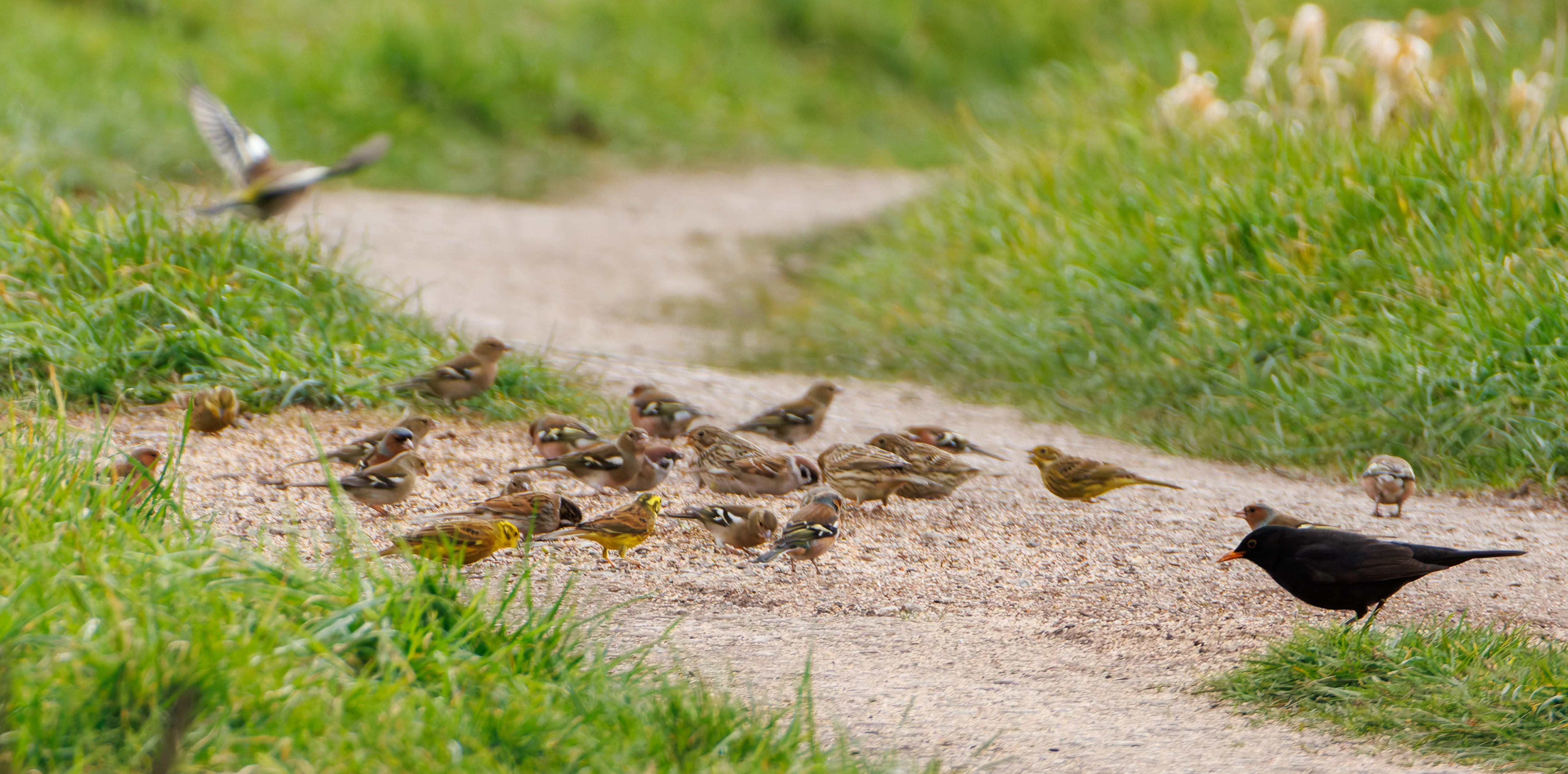 Corn Buntings, Tree Sparrows, Yellowhammers, Chaffinch, Blackbir, Eagland Hill, Preston, UK — photo by Orlando Prugel-Bennett