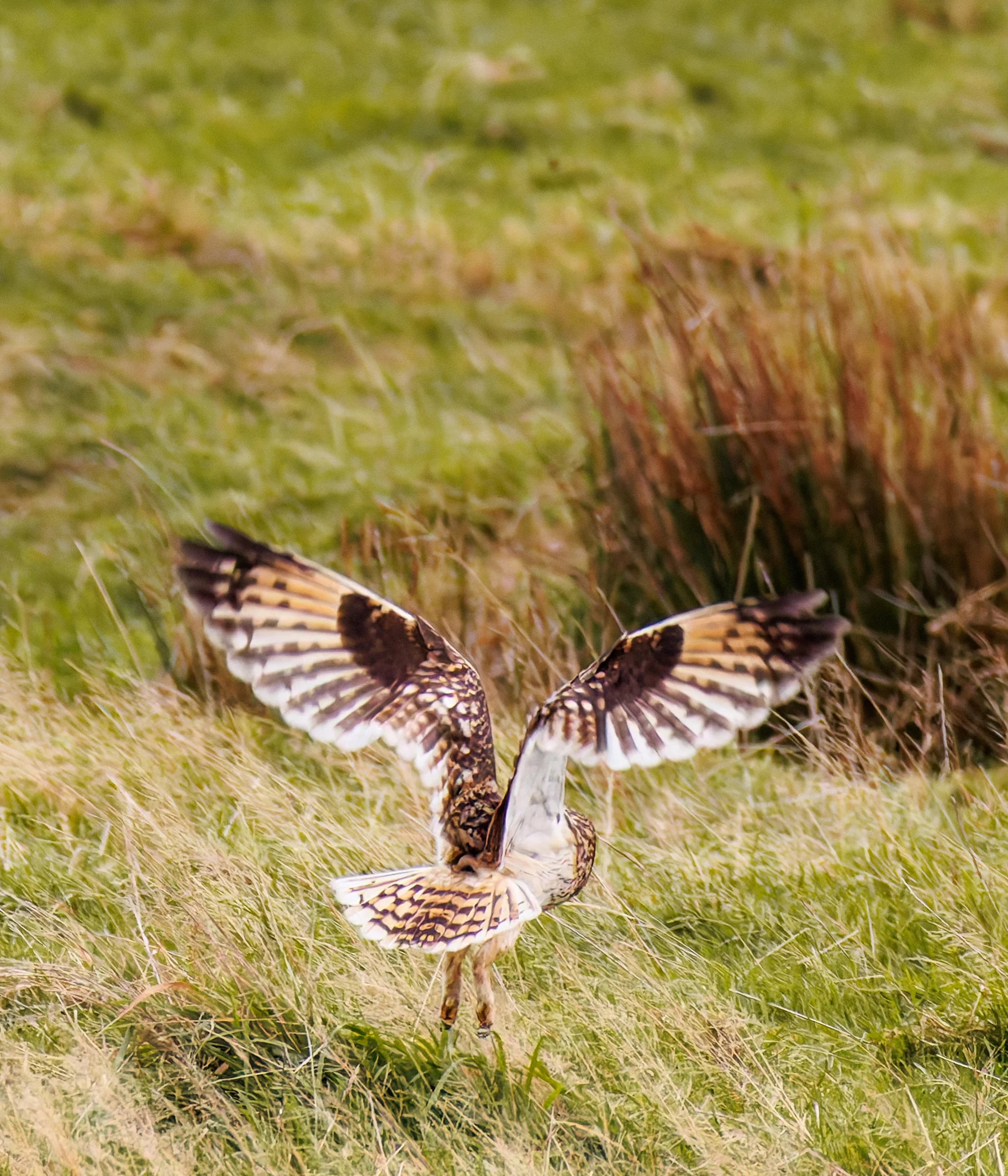 Short-eared Owl, Glasson Docks, UK — photo by Orlando Prugel-Bennett