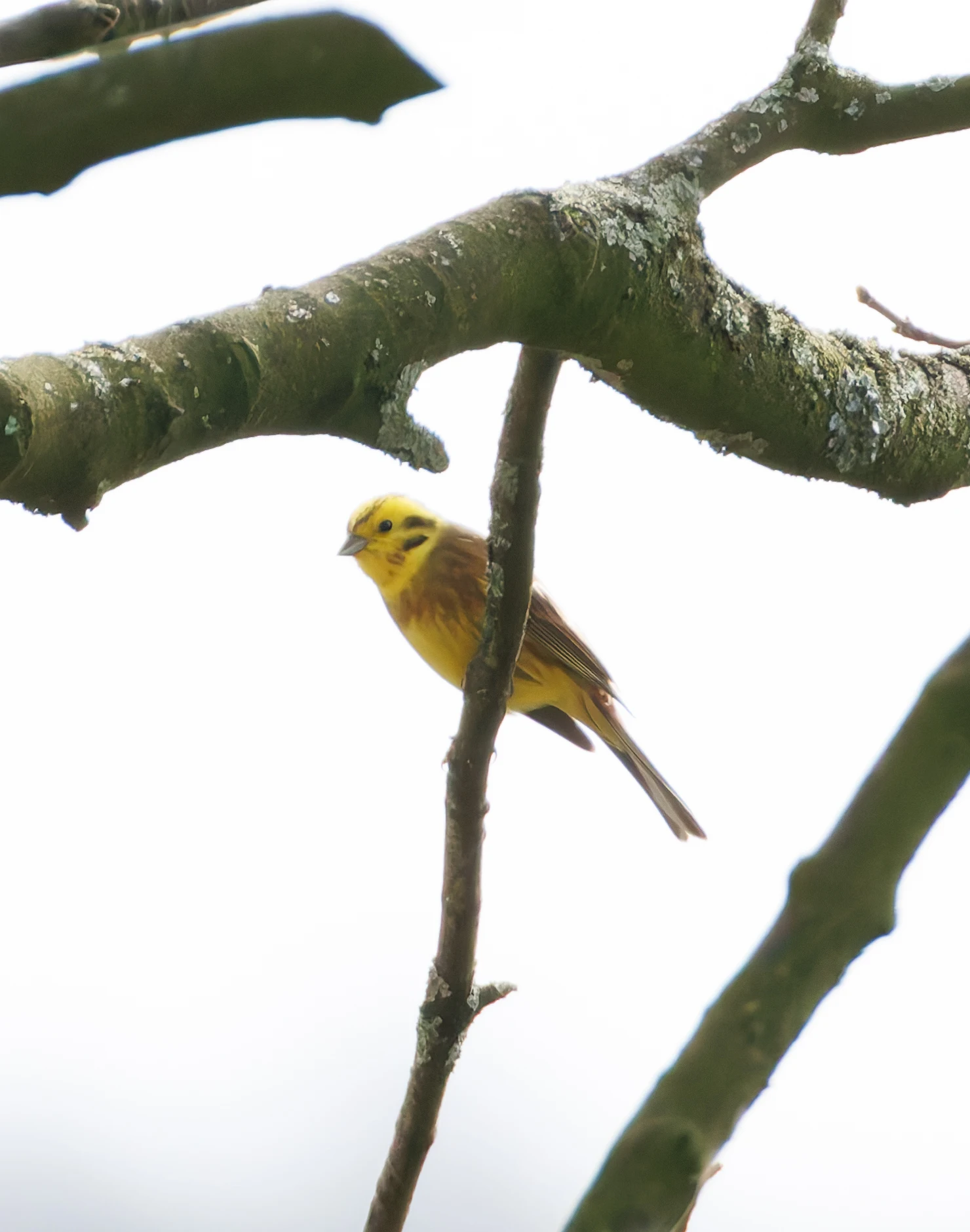 Yellowhammer, Eagland Hill, Preston, UK — photo by Orlando Prugel-Bennett