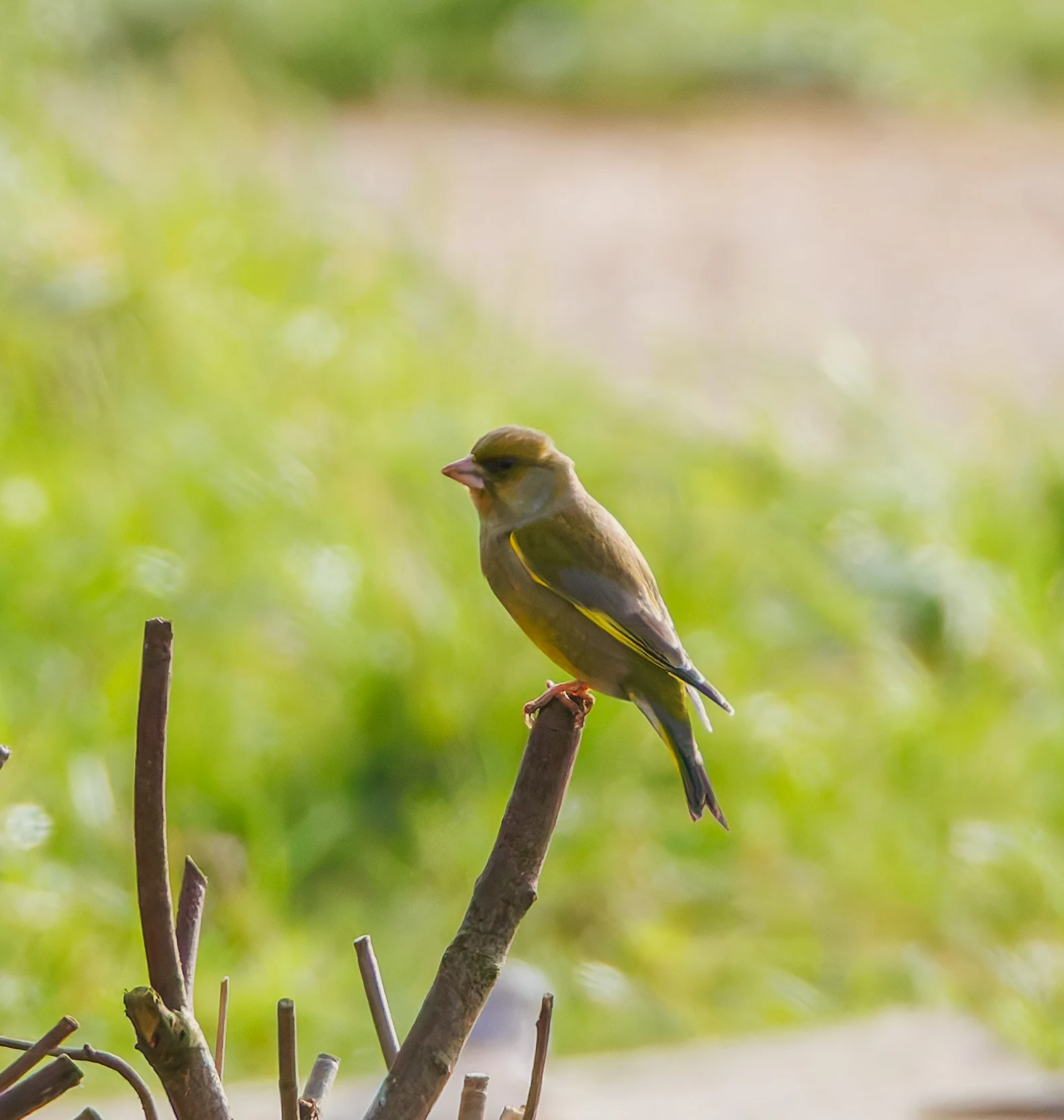 Greenfinch, Eagland Hill, Preston, UK — photo by Orlando Prugel-Bennett