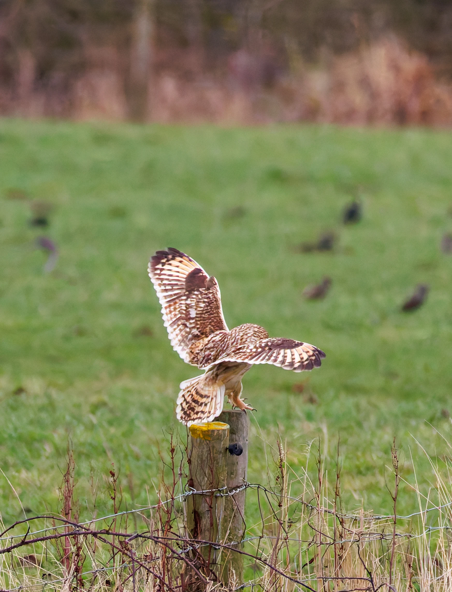 Short-eared Owl, Glasson Docks, UK — photo by Orlando Prugel-Bennett