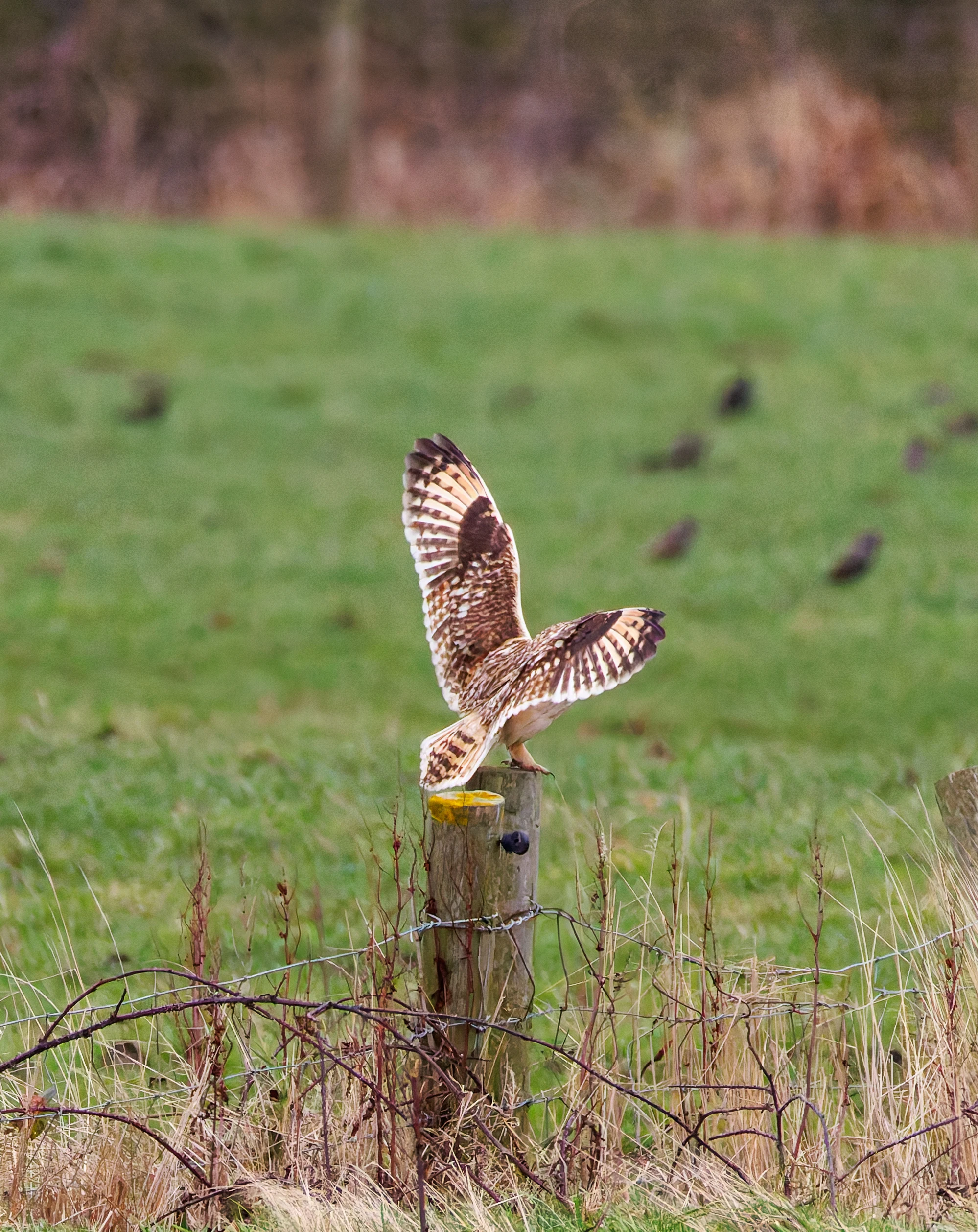 Short-eared Owl, Glasson Docks, UK — photo by Orlando Prugel-Bennett