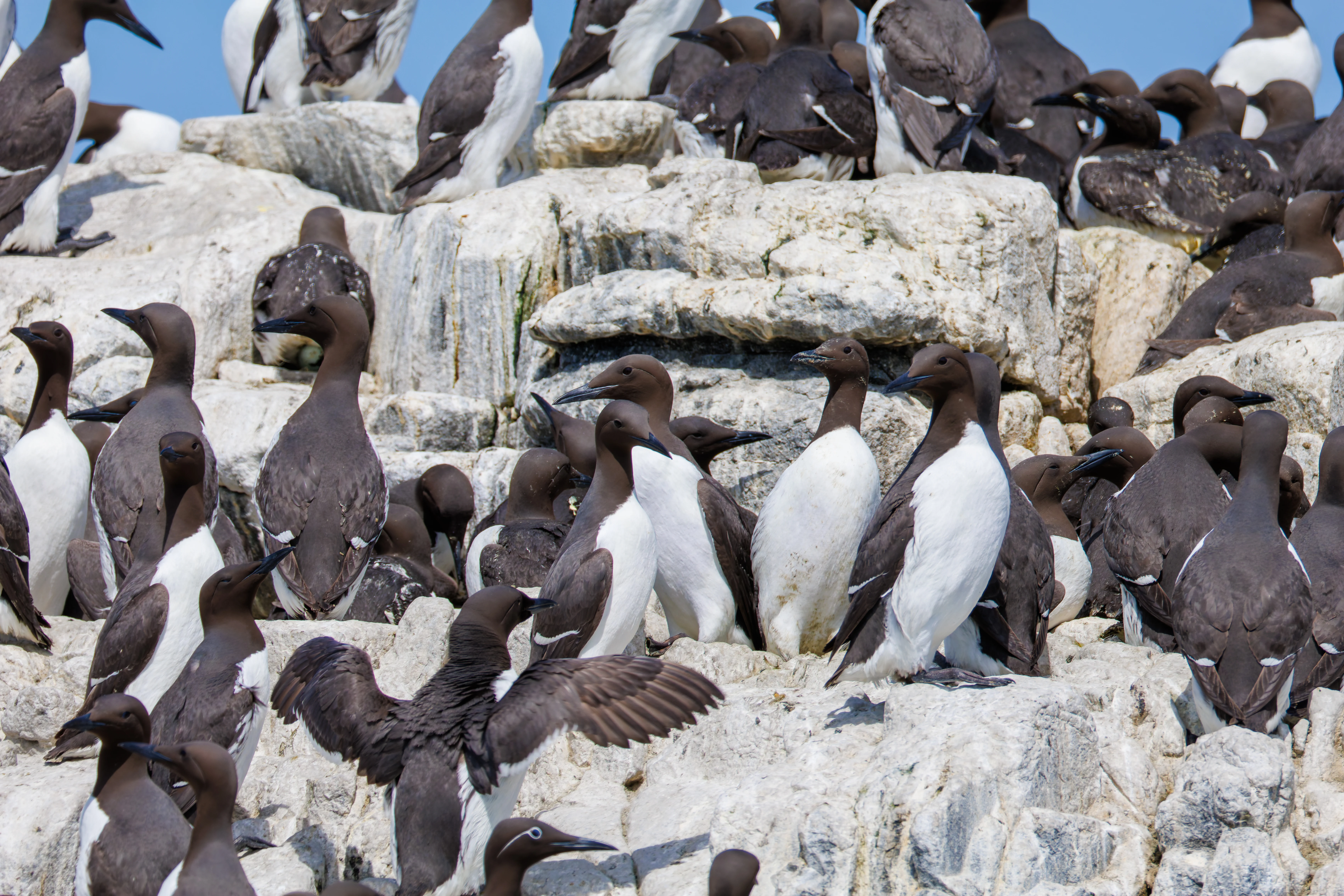 Guillemot, Farne Islands, Seahouses, Northumberland, UK — photo by Orlando Prugel-Bennett