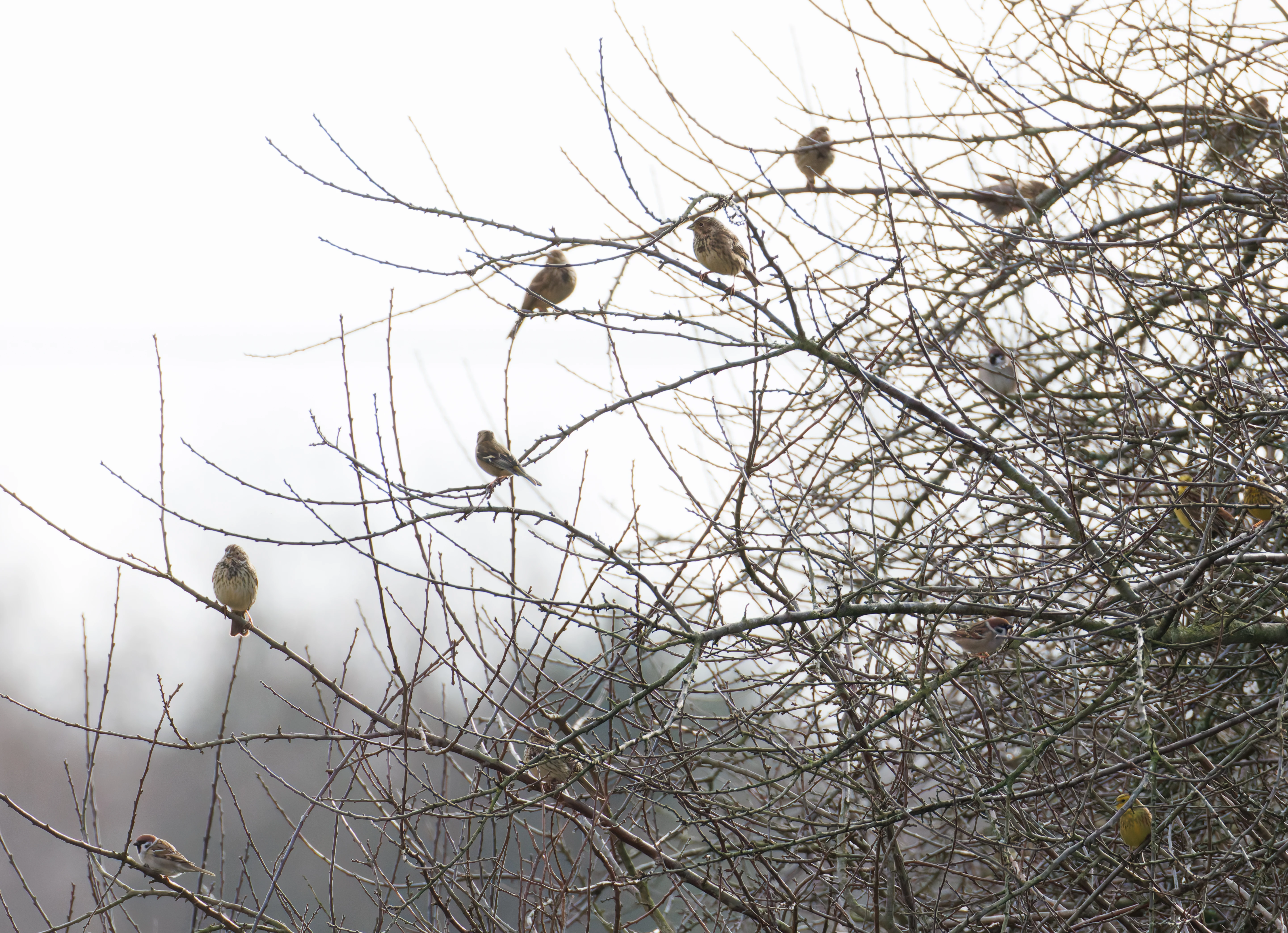 Corn Buntungs, Tree Sparrows, Yellowhammer, Eagland Hill, Preston, UK — photo by Orlando Prugel-Bennett
