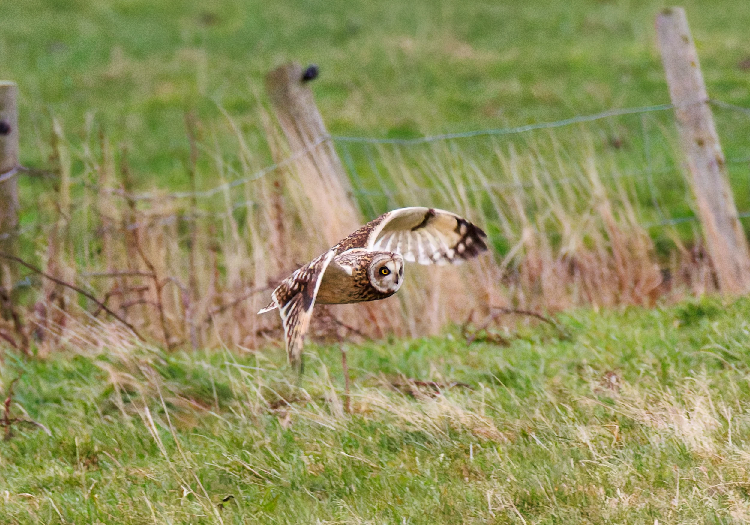 Short-eared Owl, Glasson Docks, UK — photo by Orlando Prugel-Bennett
