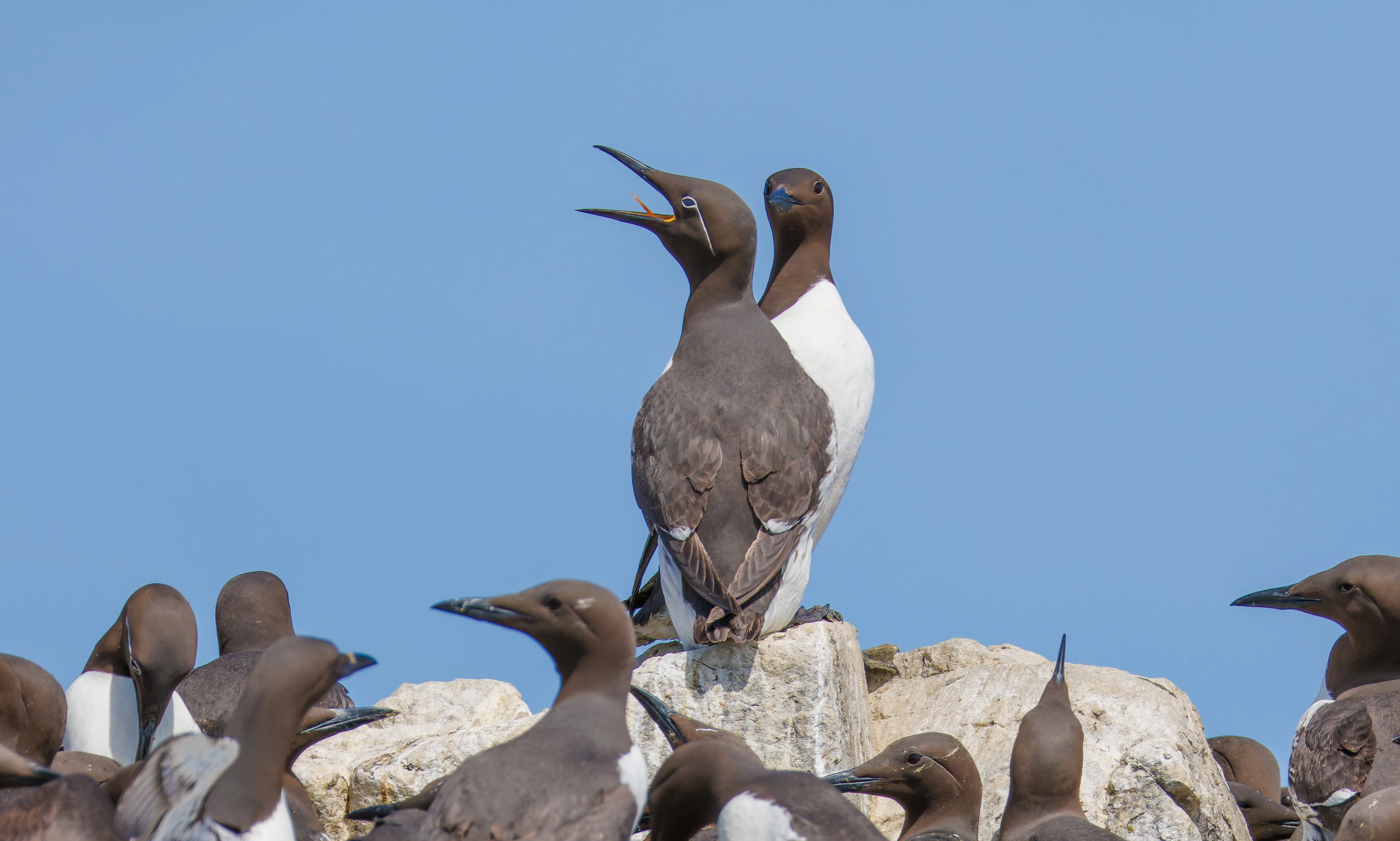 Guillemot, Farne Islands, Seahouses, Northumberland, UK — photo by Orlando Prugel-Bennett