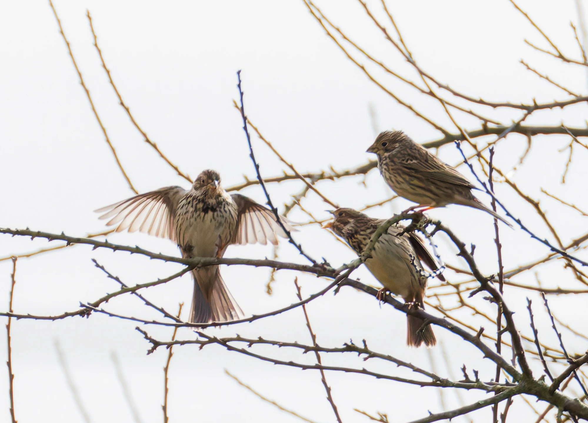 Corn Buntings, Eagland Hill, Preston, UK — photo by Orlando Prugel-Bennett
