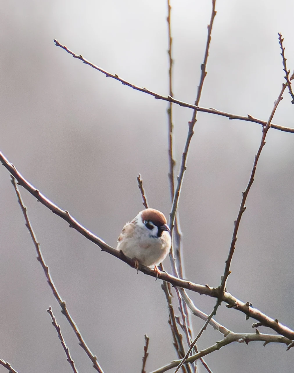Tree sparrow, Eagland Hill, Preston, UK — photo by Orlando Prugel-Bennett