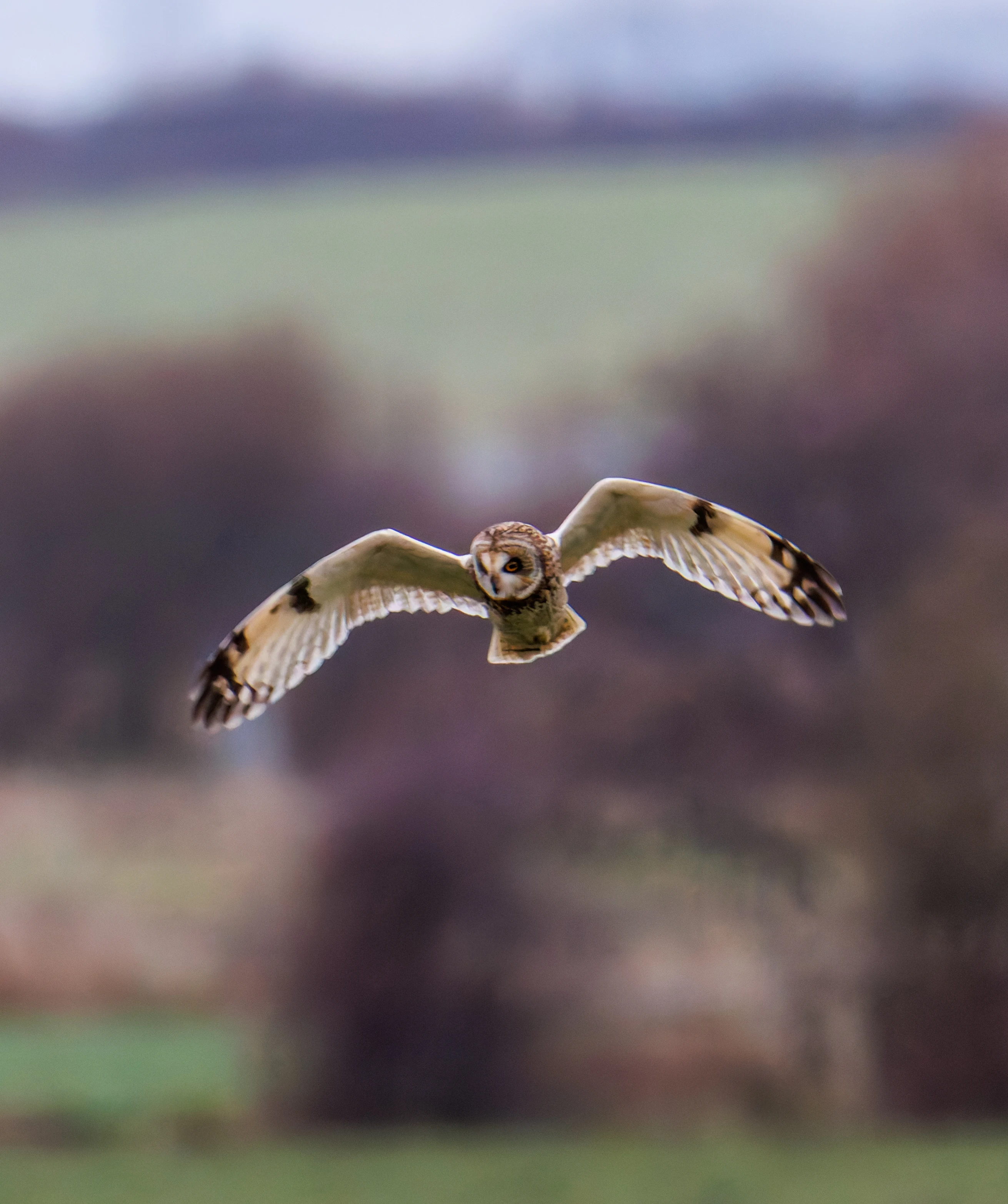 Short-eared Owl, Glasson Docks, UK — photo by Orlando Prugel-Bennett