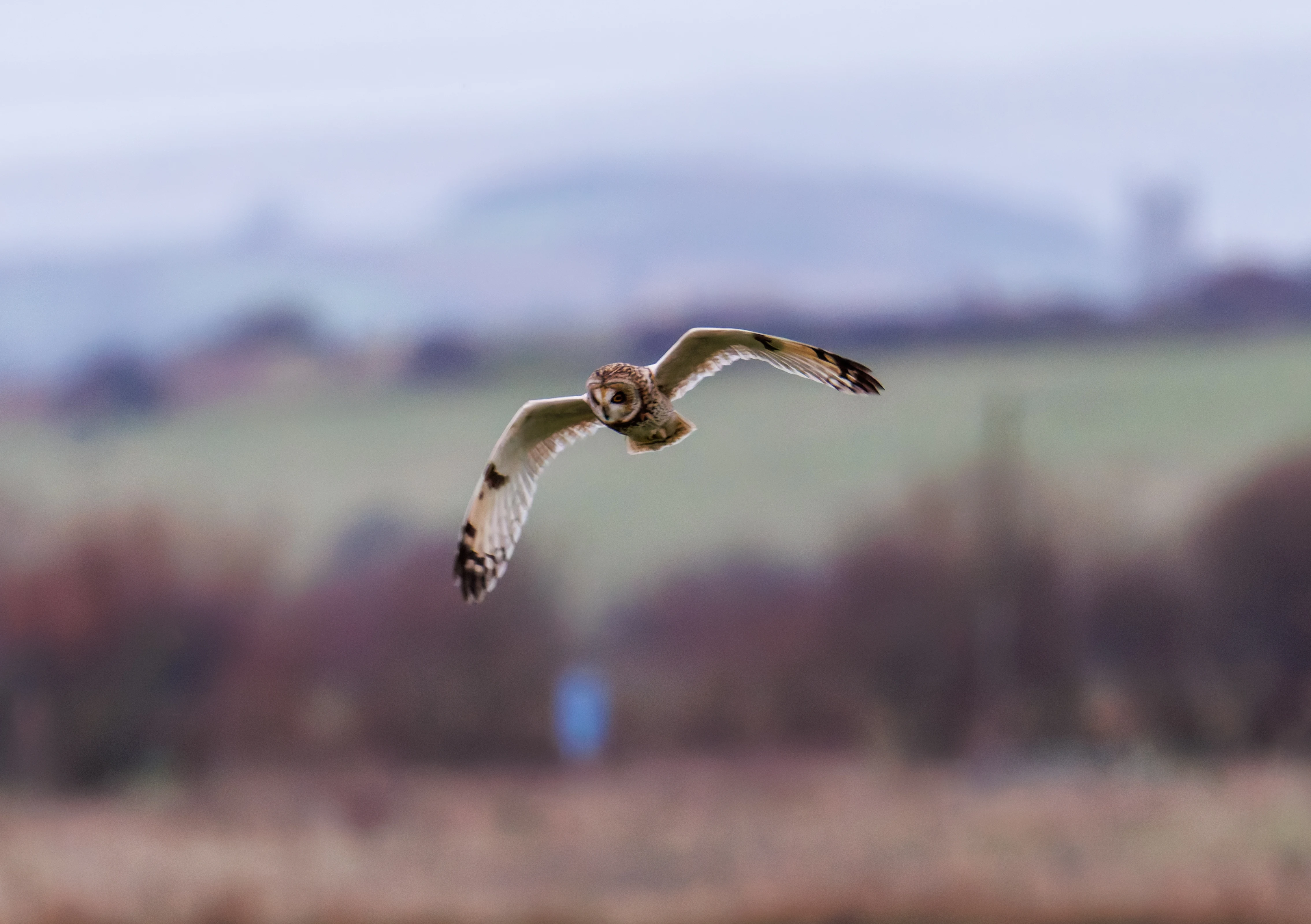 Short-eared Owl, Glasson Docks, UK — photo by Orlando Prugel-Bennett