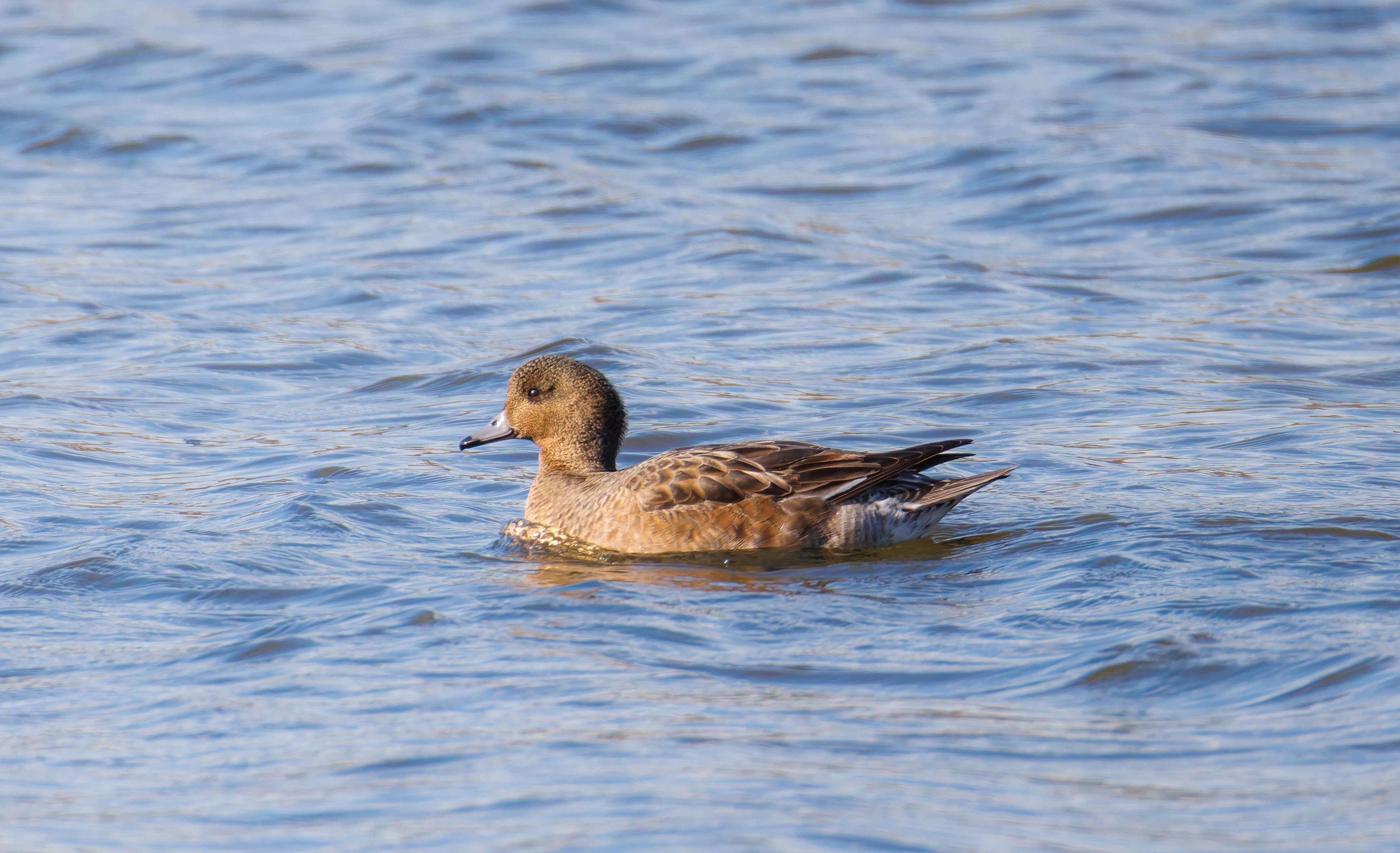 Female Wigeon, Brockholes, Preston, UK — photo by Orlando Prugel-Bennett