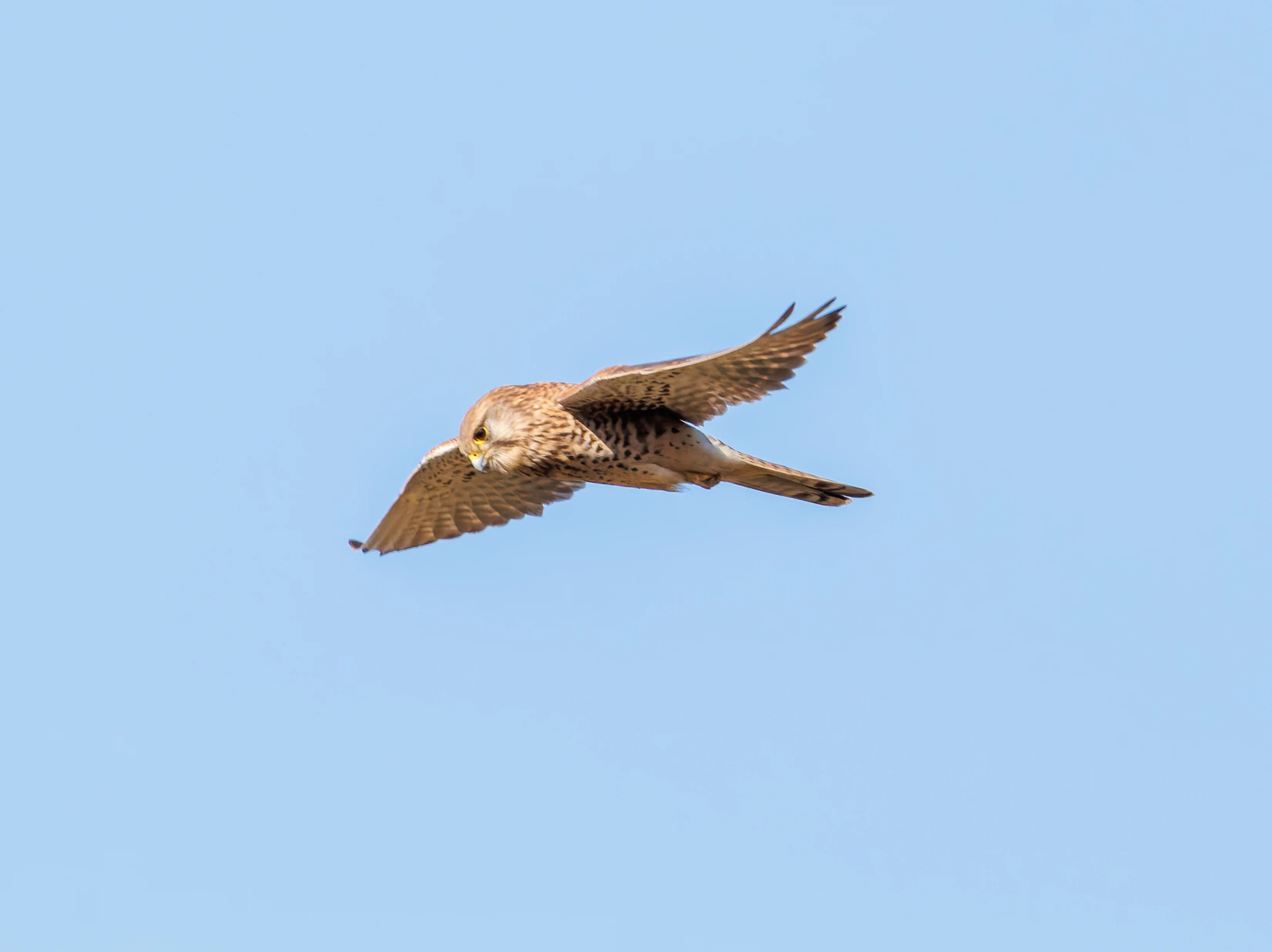 Kestrel, Brockholes, Preston, UK — photo by Orlando Prugel-Bennett