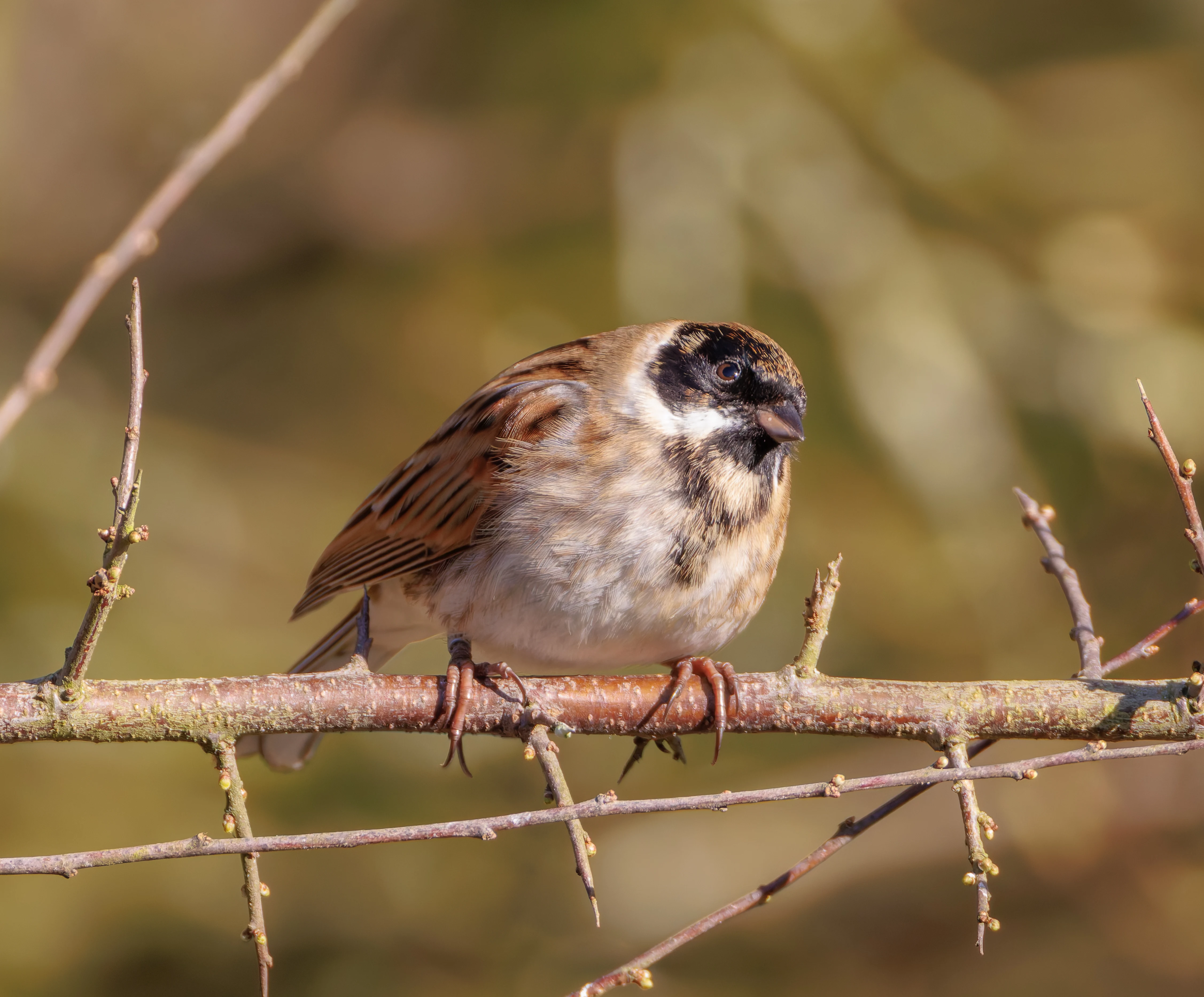 Reed Bunting, Brockholes, Preston, UK — photo by Orlando Prugel-Bennett