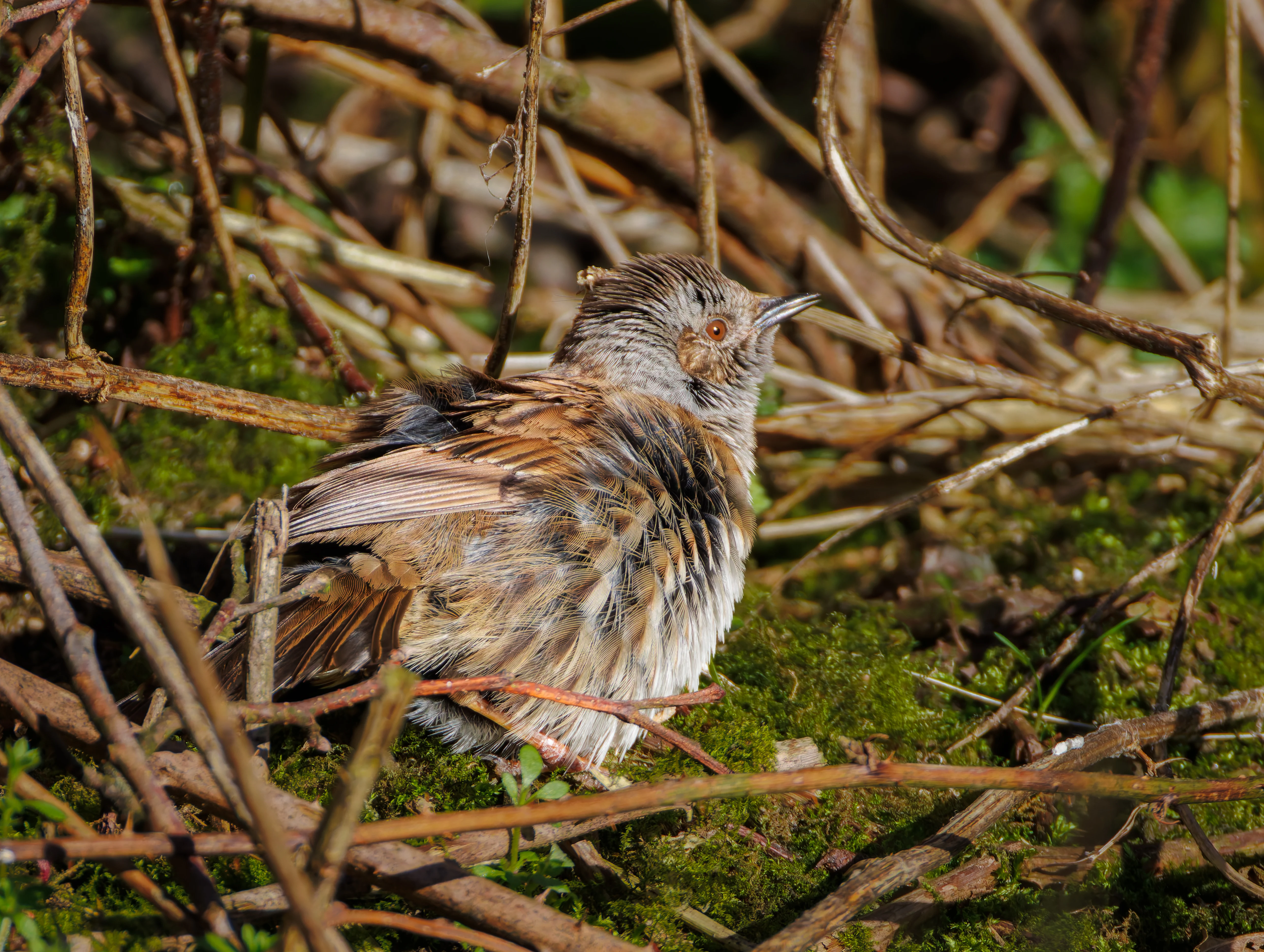 Dunnock, Brockholes, Preston, UK — photo by Orlando Prugel-Bennett