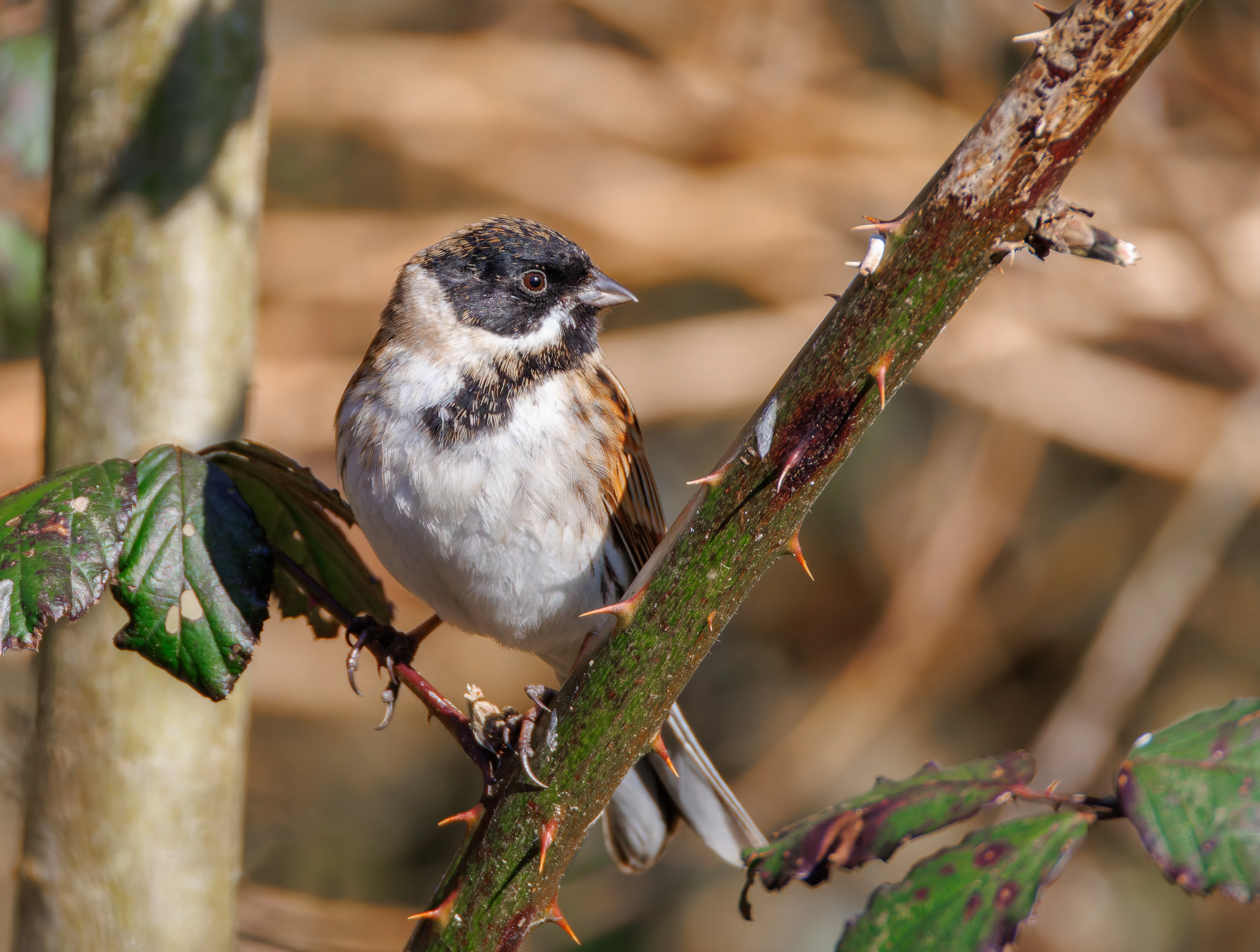 Reed Bunting, Brockholes, Preston, UK — photo by Orlando Prugel-Bennett