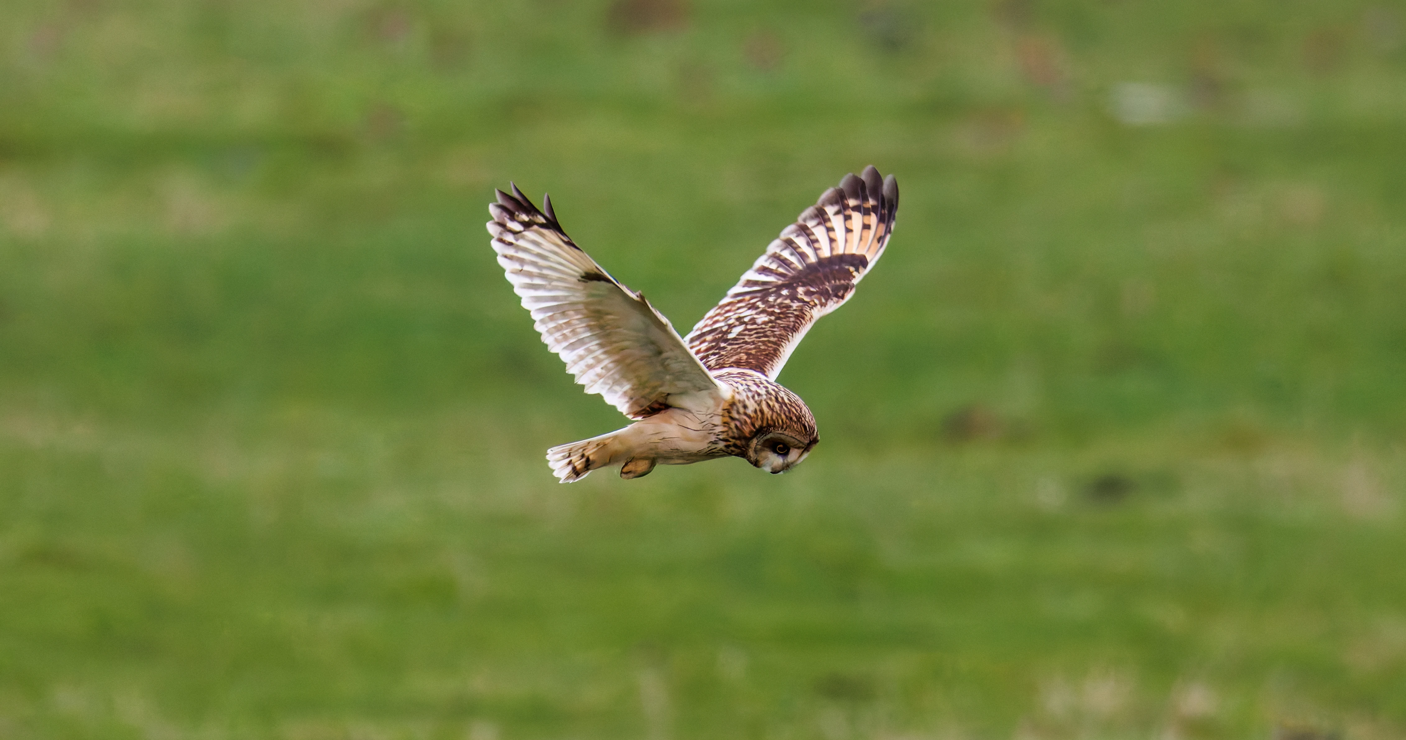 Short-eared Owl, Glasson Docks, UK — photo by Orlando Prugel-Bennett