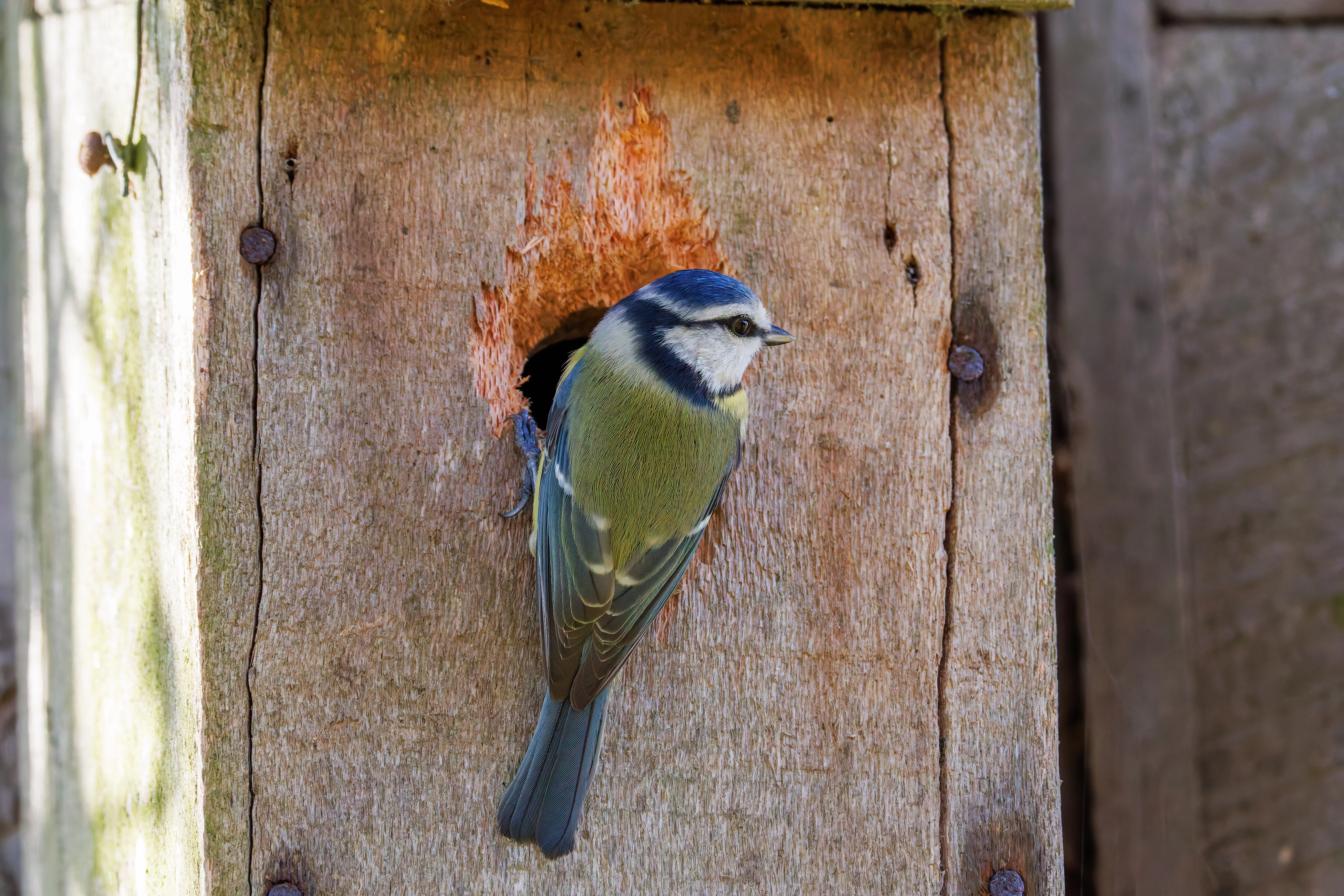 Blue Tit, Brockholes, Preston, UK — photo by Orlando Prugel-Bennett