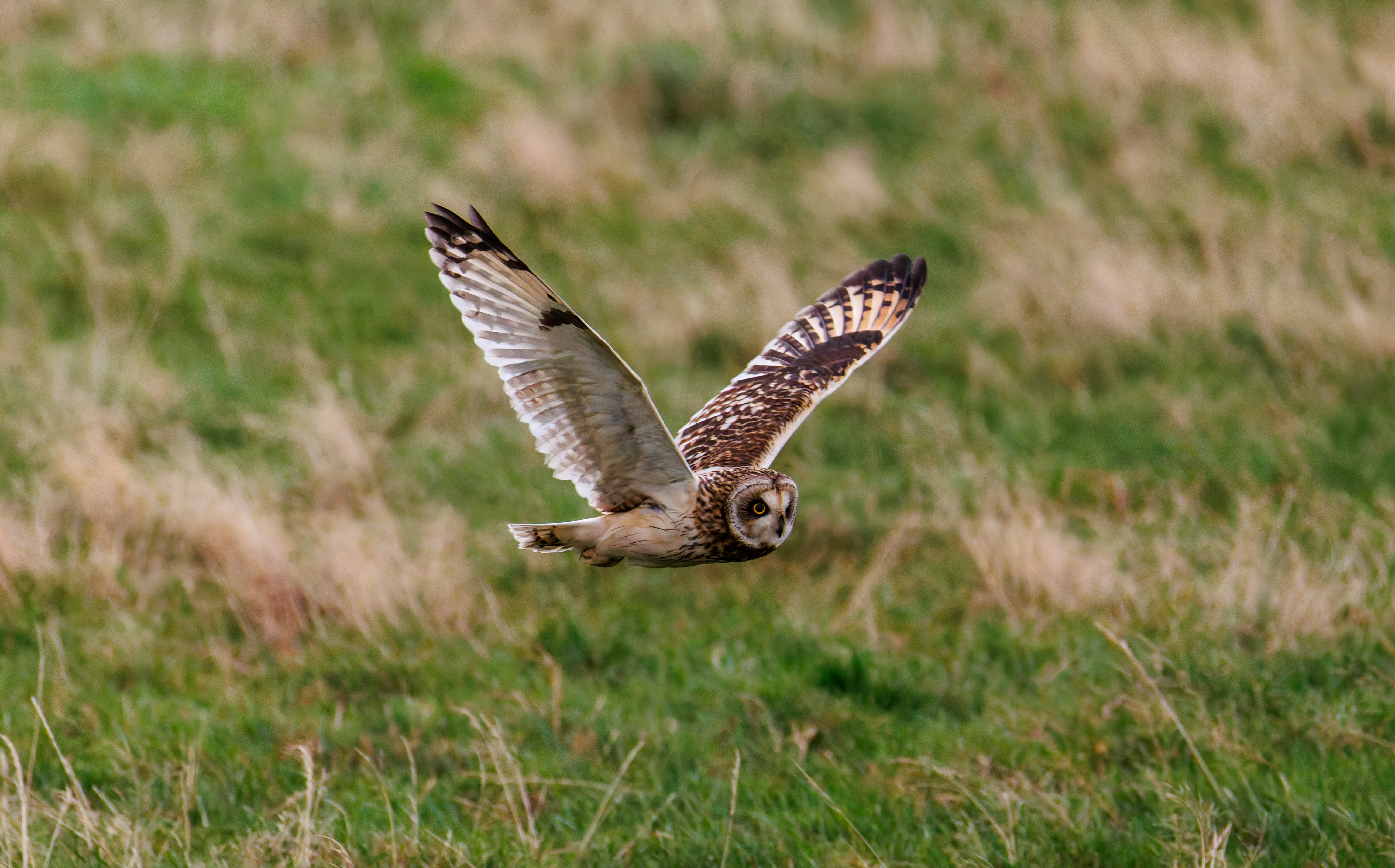 Short-eared Owl, Glasson Docks, UK — photo by Orlando Prugel-Bennett