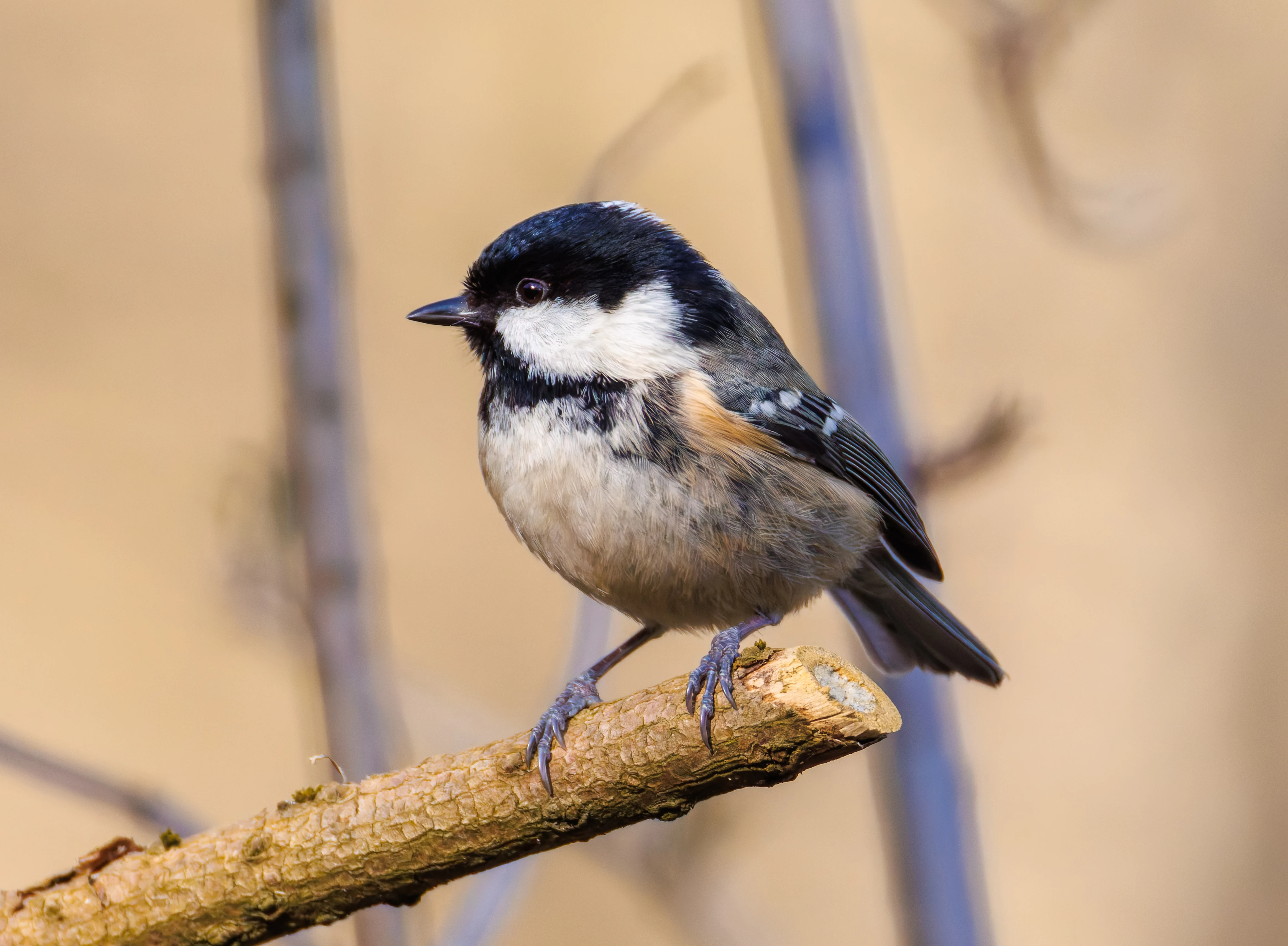 Coal tit, Brockholes, Preston, UK — photo by Orlando Prugel-Bennett