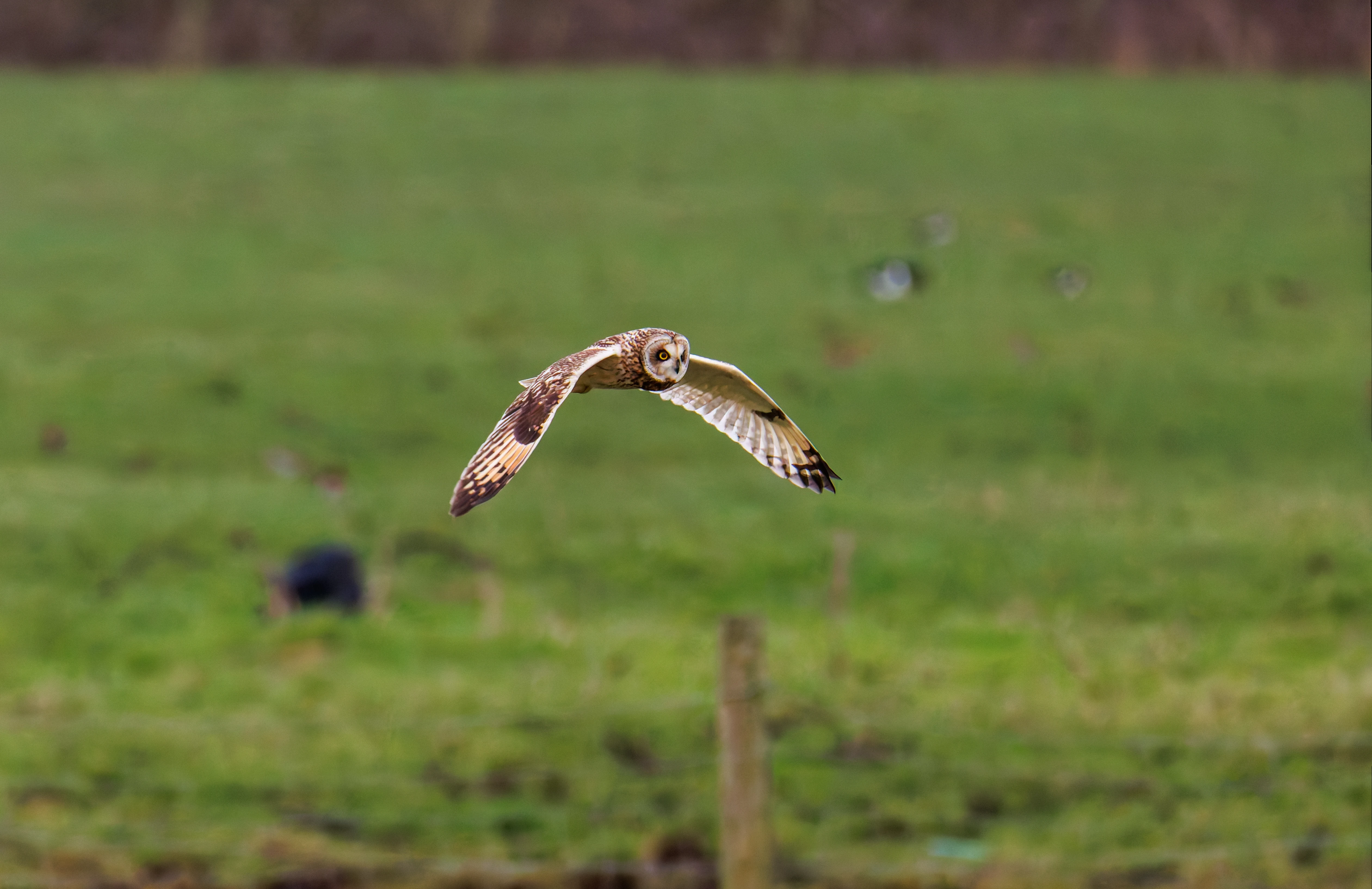 Short-eared Owl, Glasson Docks, UK — photo by Orlando Prugel-Bennett