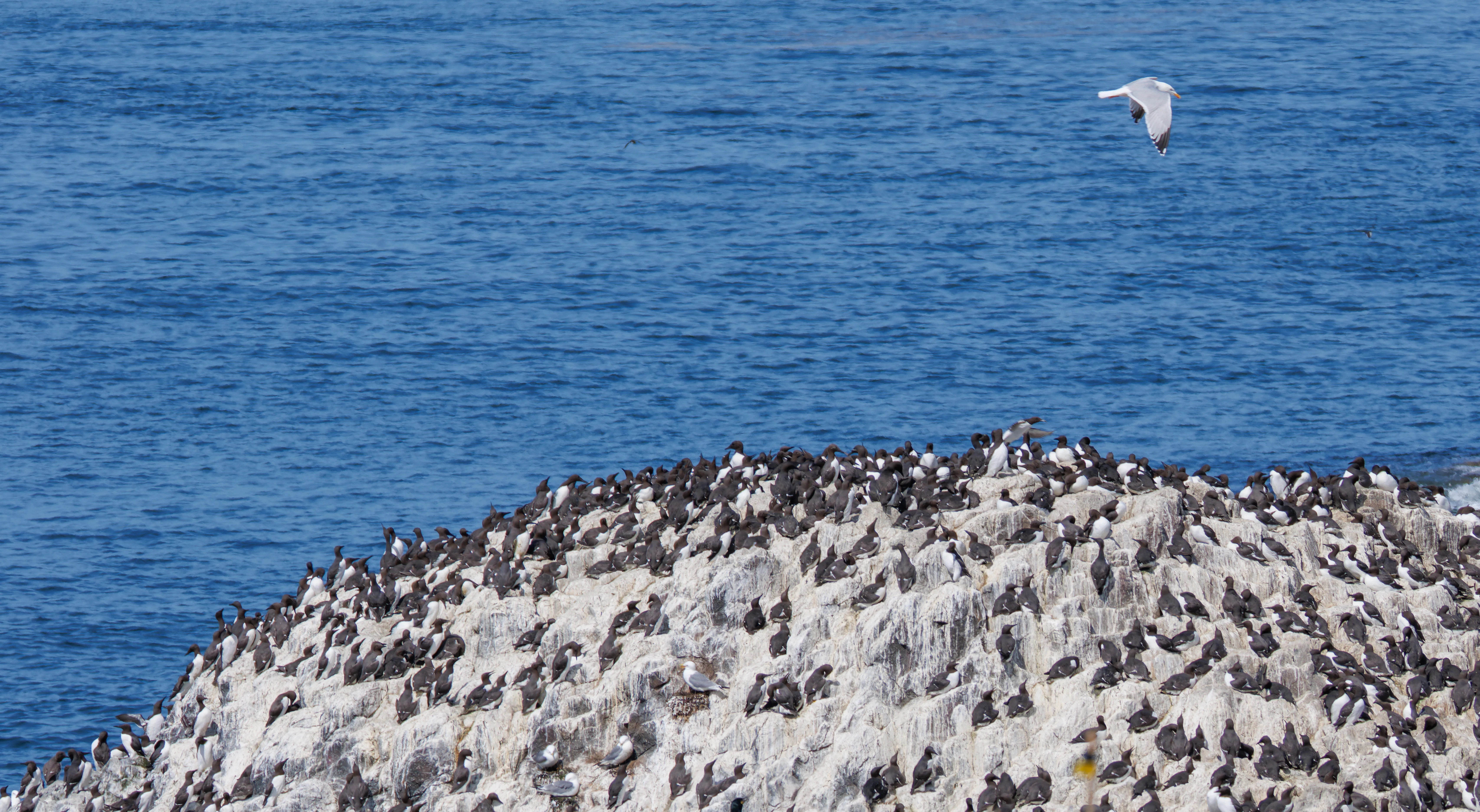 Guillemots & Kittiwake, Farne Islands, Seahouses, Northumberland, UK — photo by Orlando Prugel-Bennett