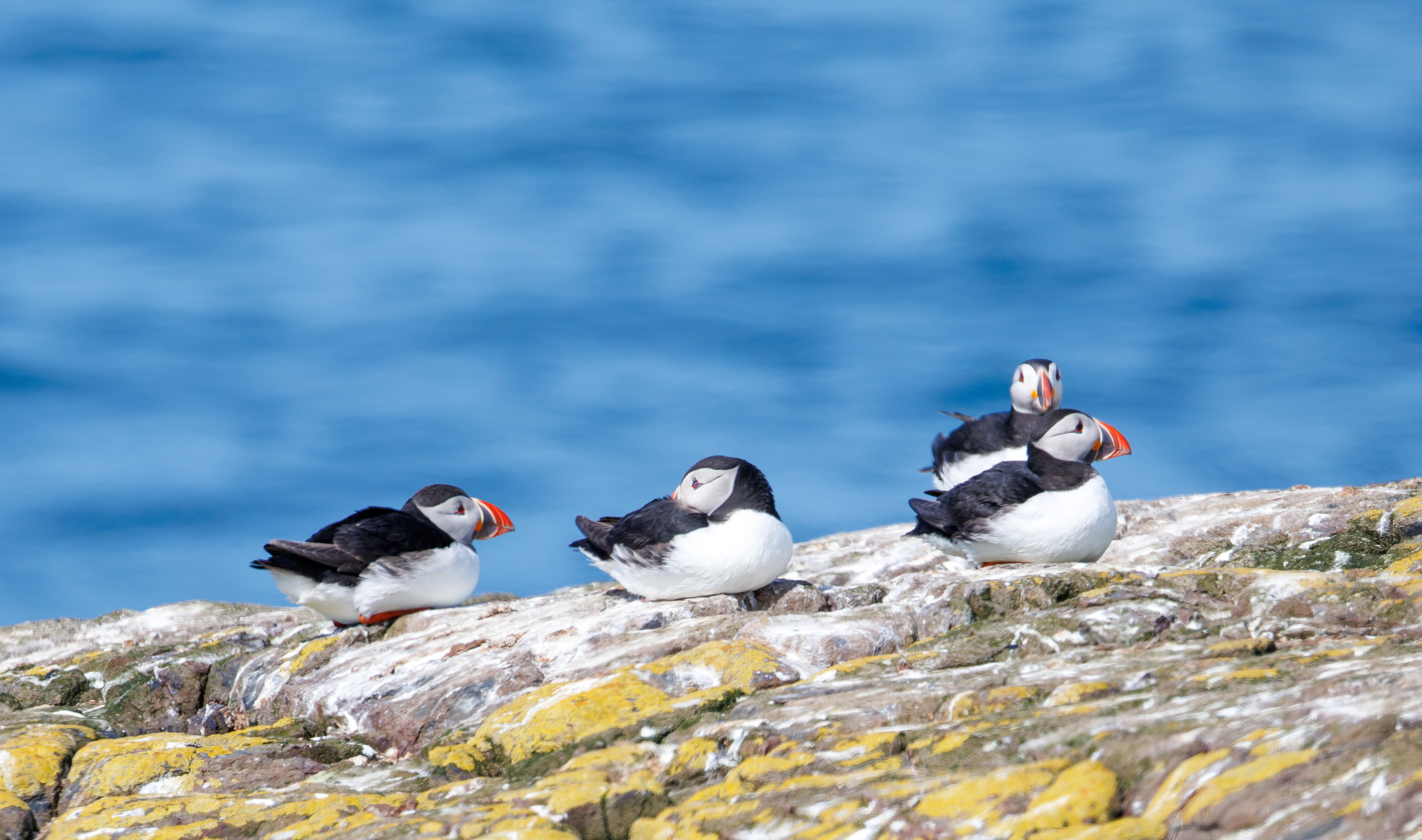 Puffins, Farne Islands, Seahouses, Northumberland, UK — photo by Orlando Prugel-Bennett