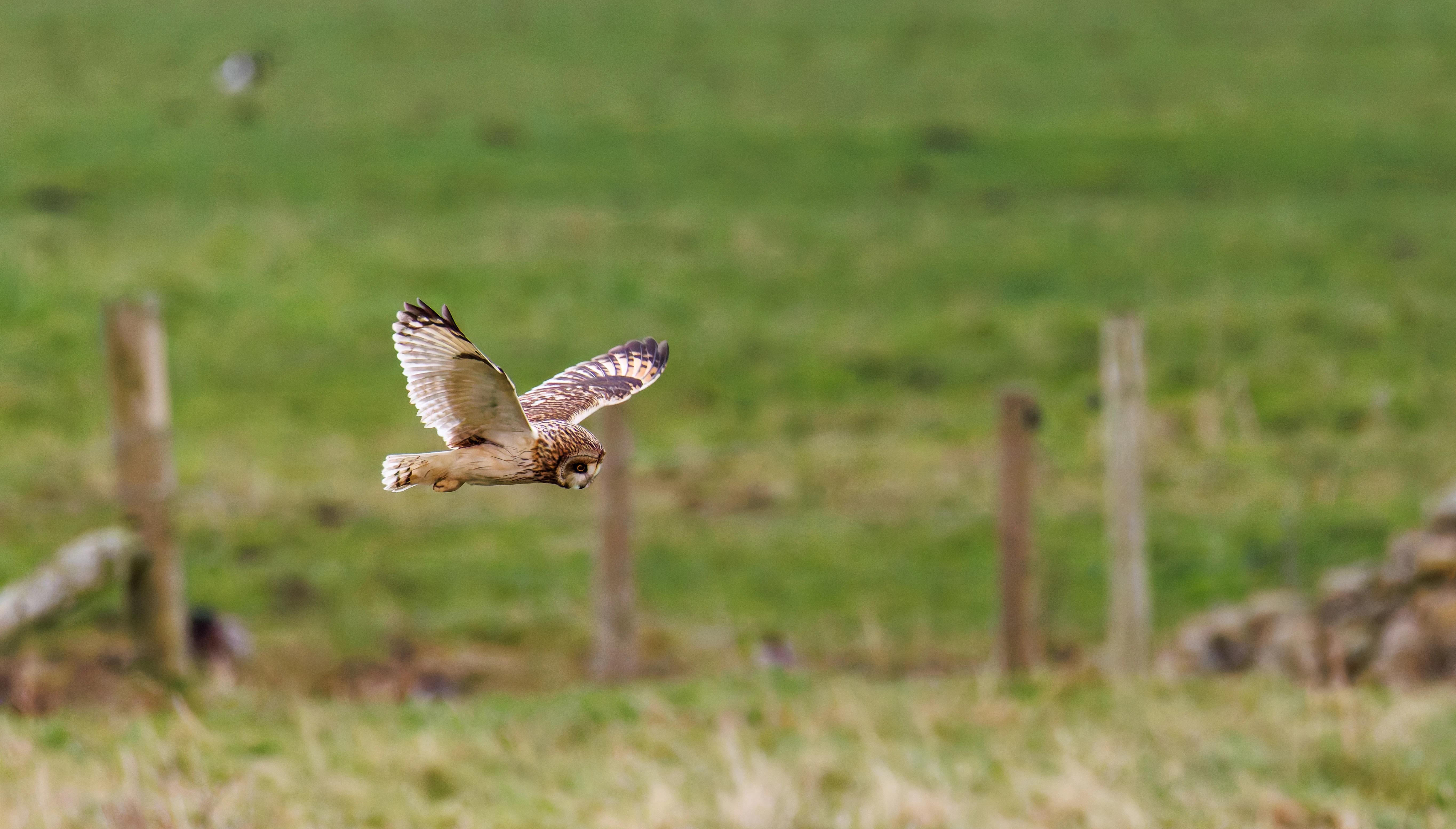 Short-eared Owl, Glasson Docks, UK — photo by Orlando Prugel-Bennett
