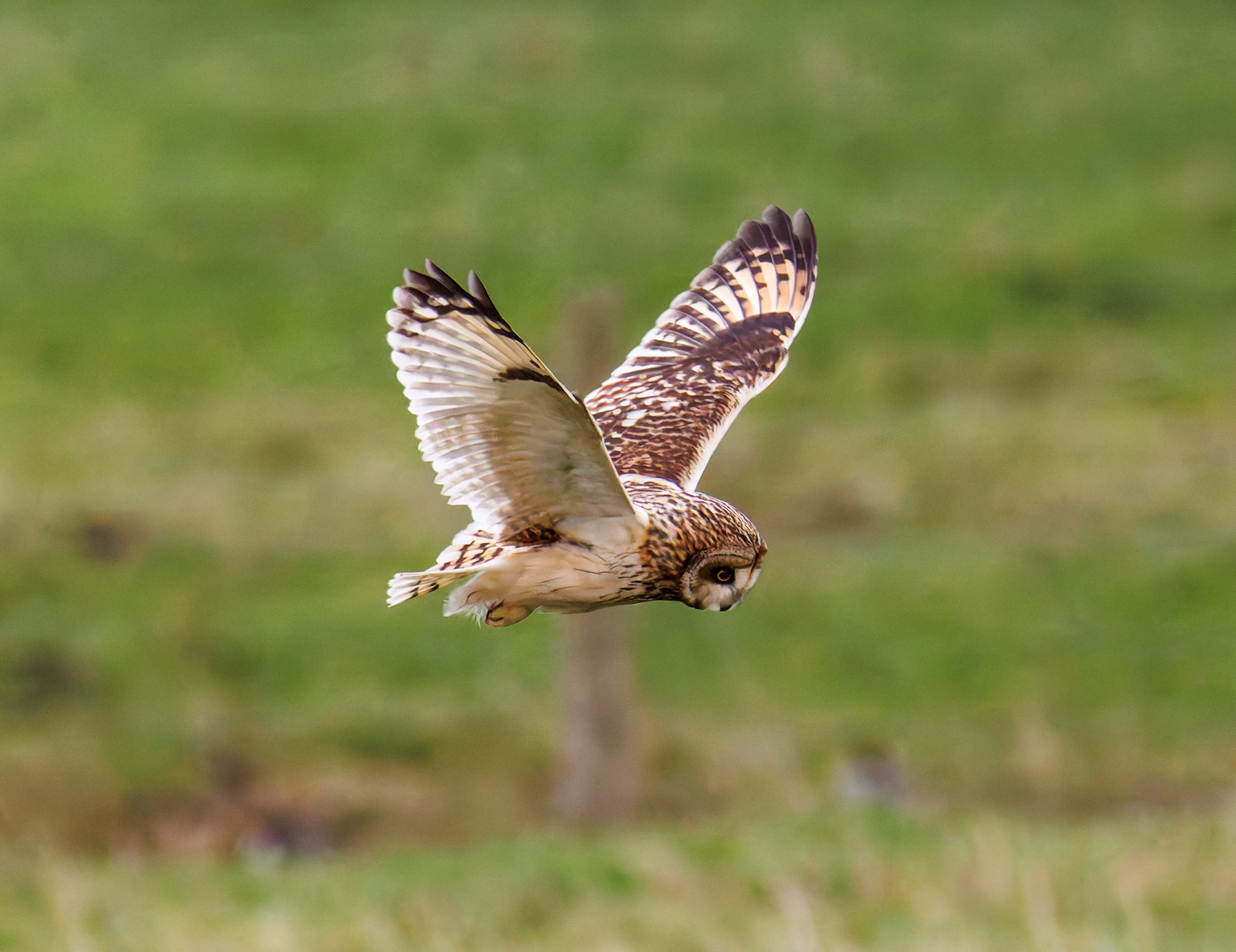 Short-eared Owl, Glasson Docks, UK — photo by Orlando Prugel-Bennett