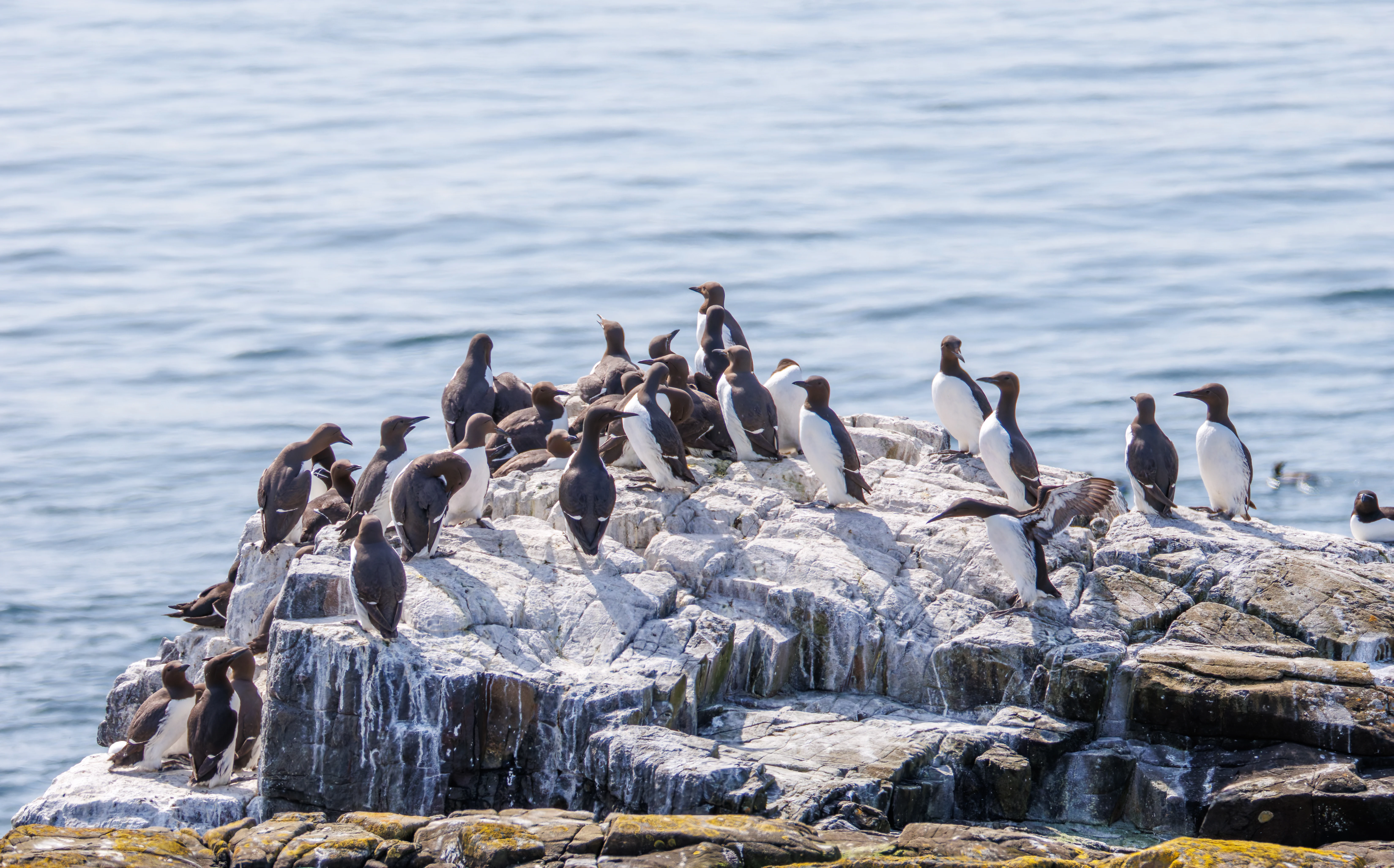 Guillemots, Farne Islands, Seahouses, Northumberland, UK — photo by Orlando Prugel-Bennett