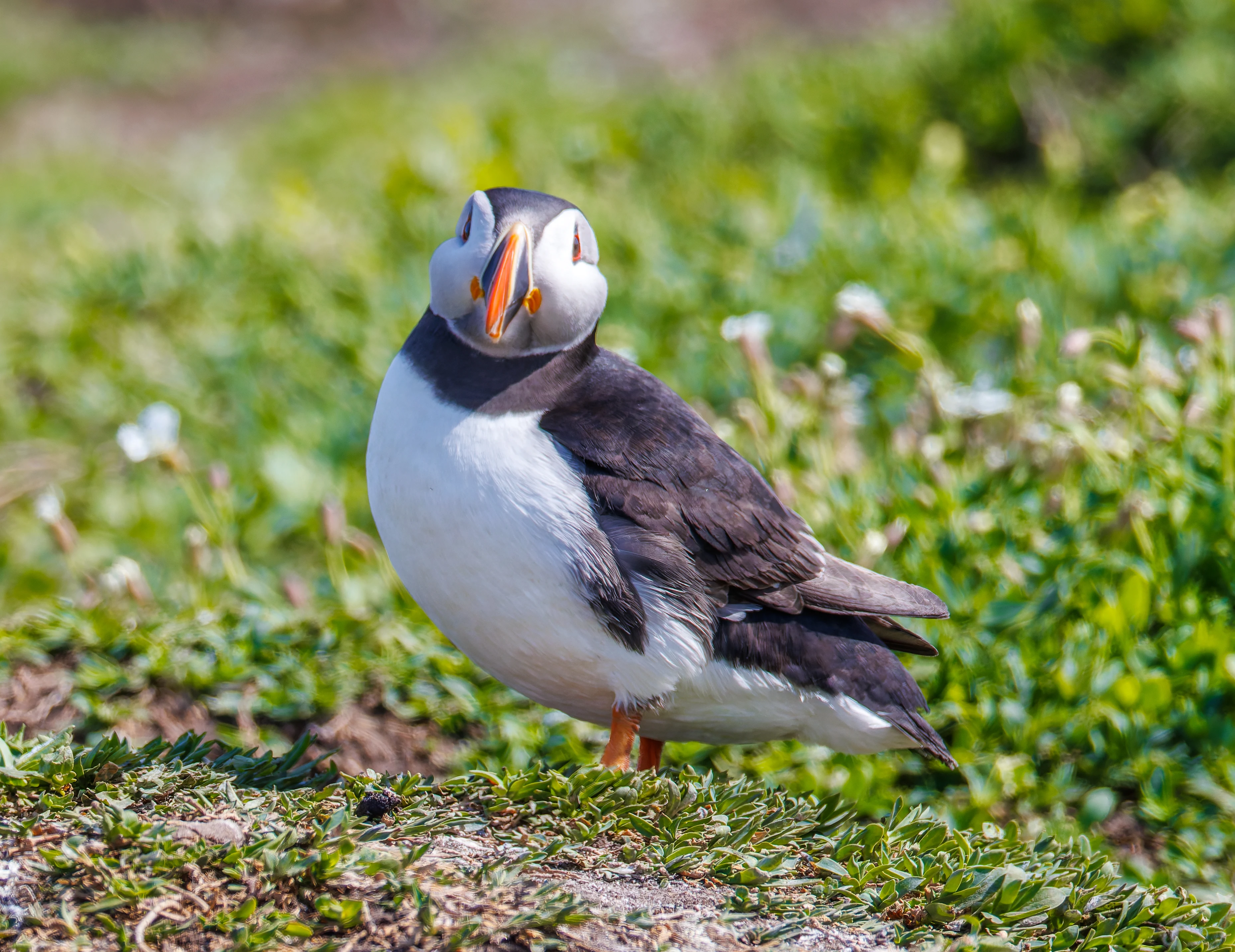 Puffin, Farne Islands, Seahouses, Northumberland, UK — photo by Orlando Prugel-Bennett