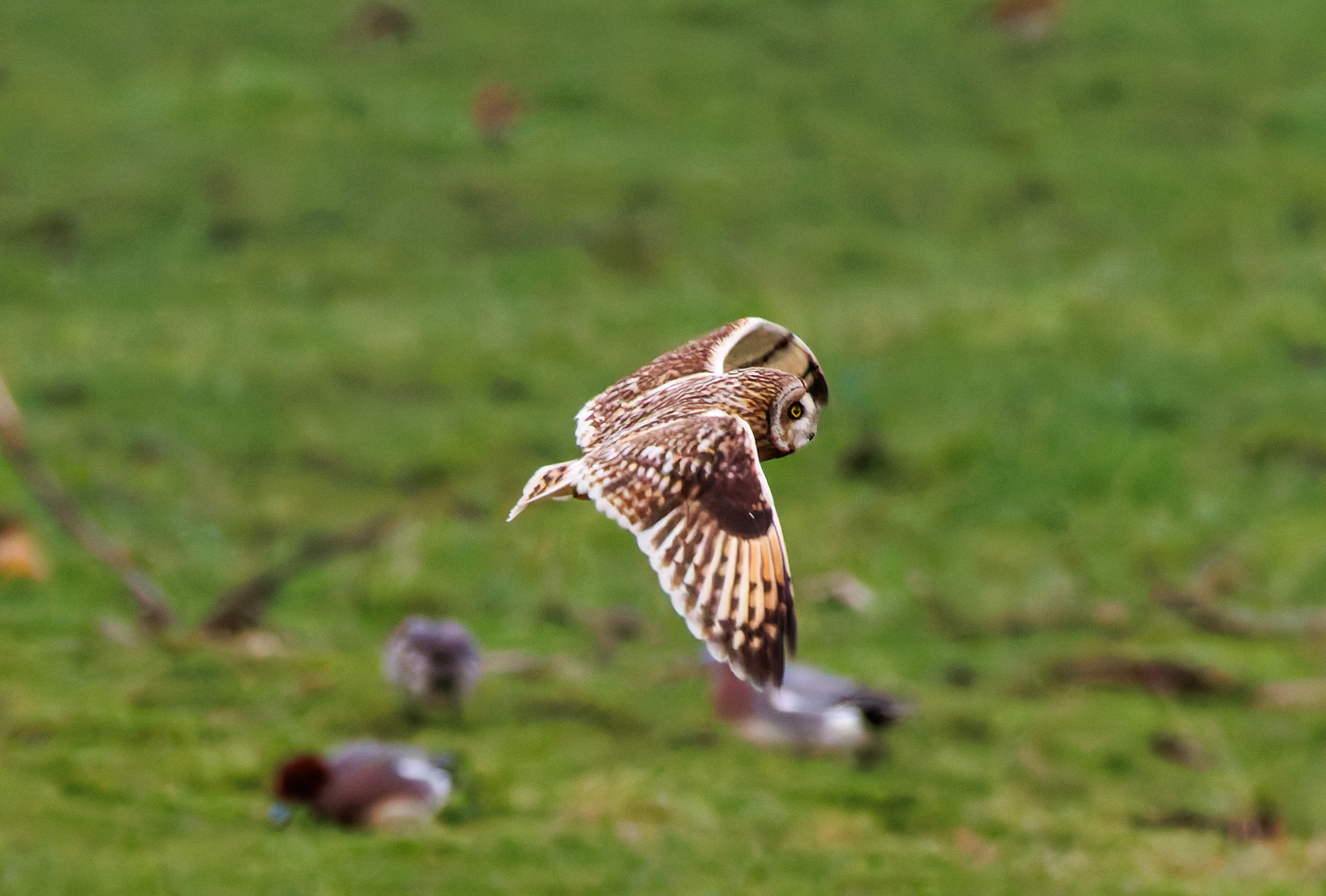Short-eared Owl, Glasson Docks, UK — photo by Orlando Prugel-Bennett