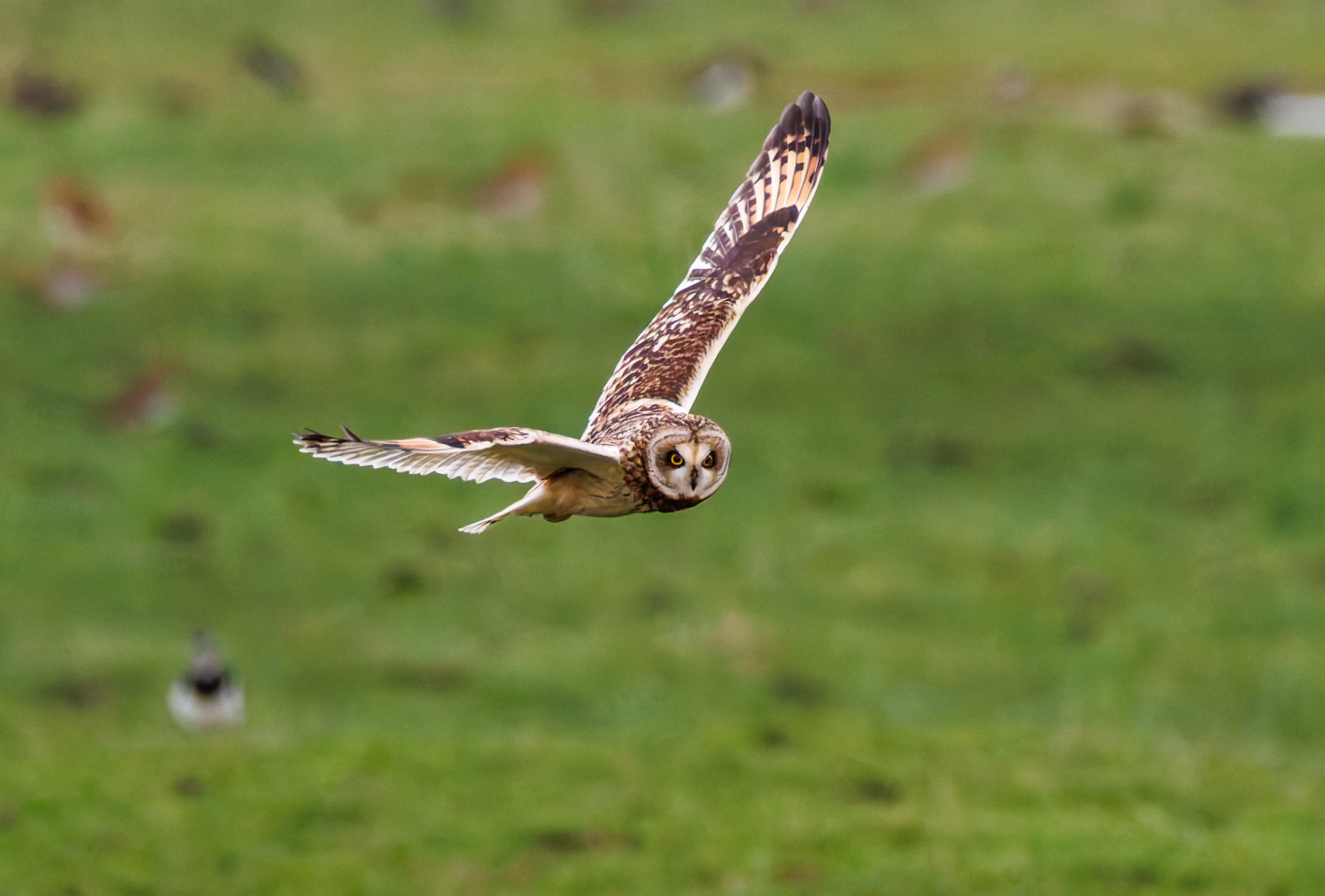 Short-eared Owl, Glasson Docks, UK — photo by Orlando Prugel-Bennett