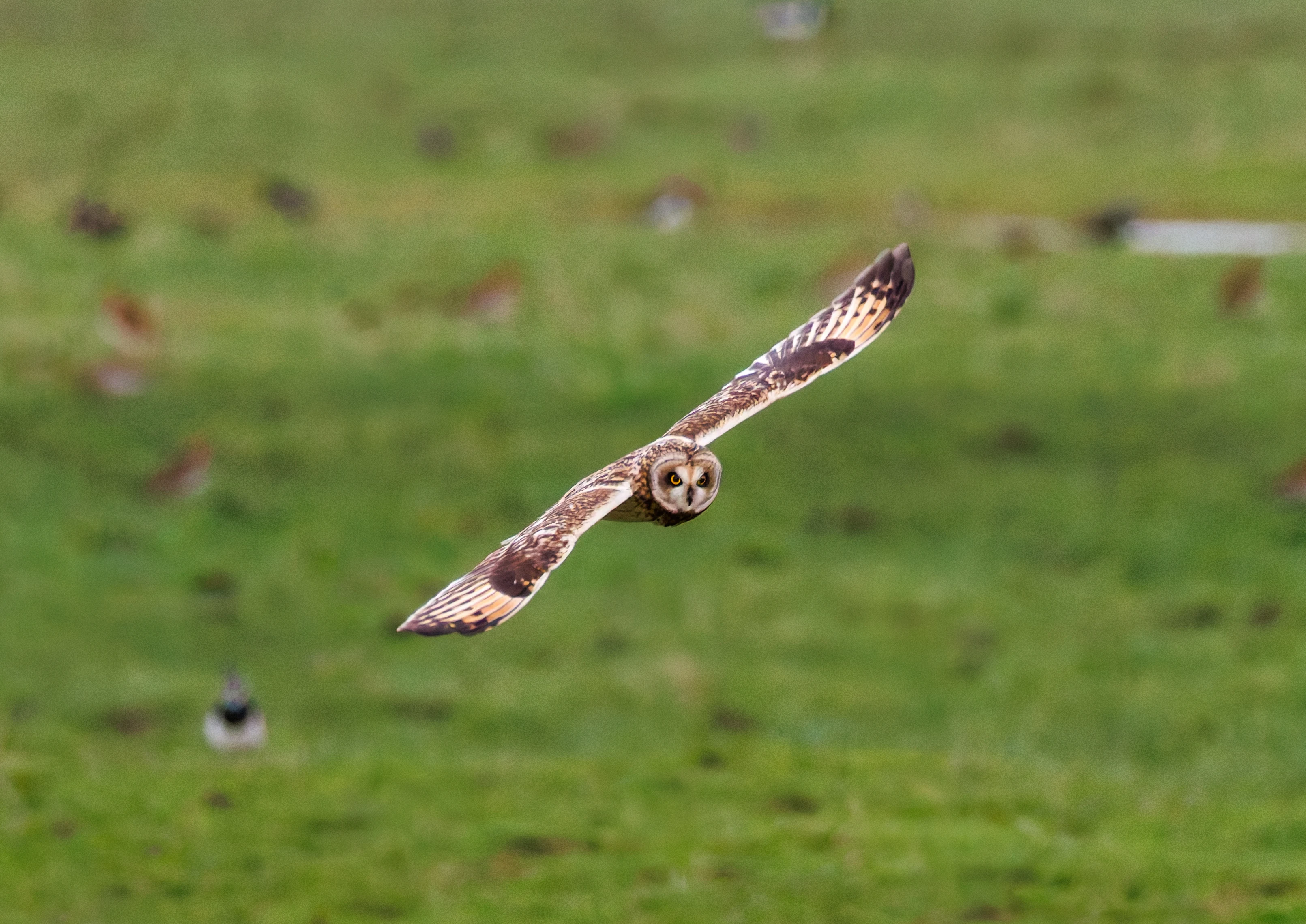 Short-eared Owl, Glasson Docks, UK — photo by Orlando Prugel-Bennett