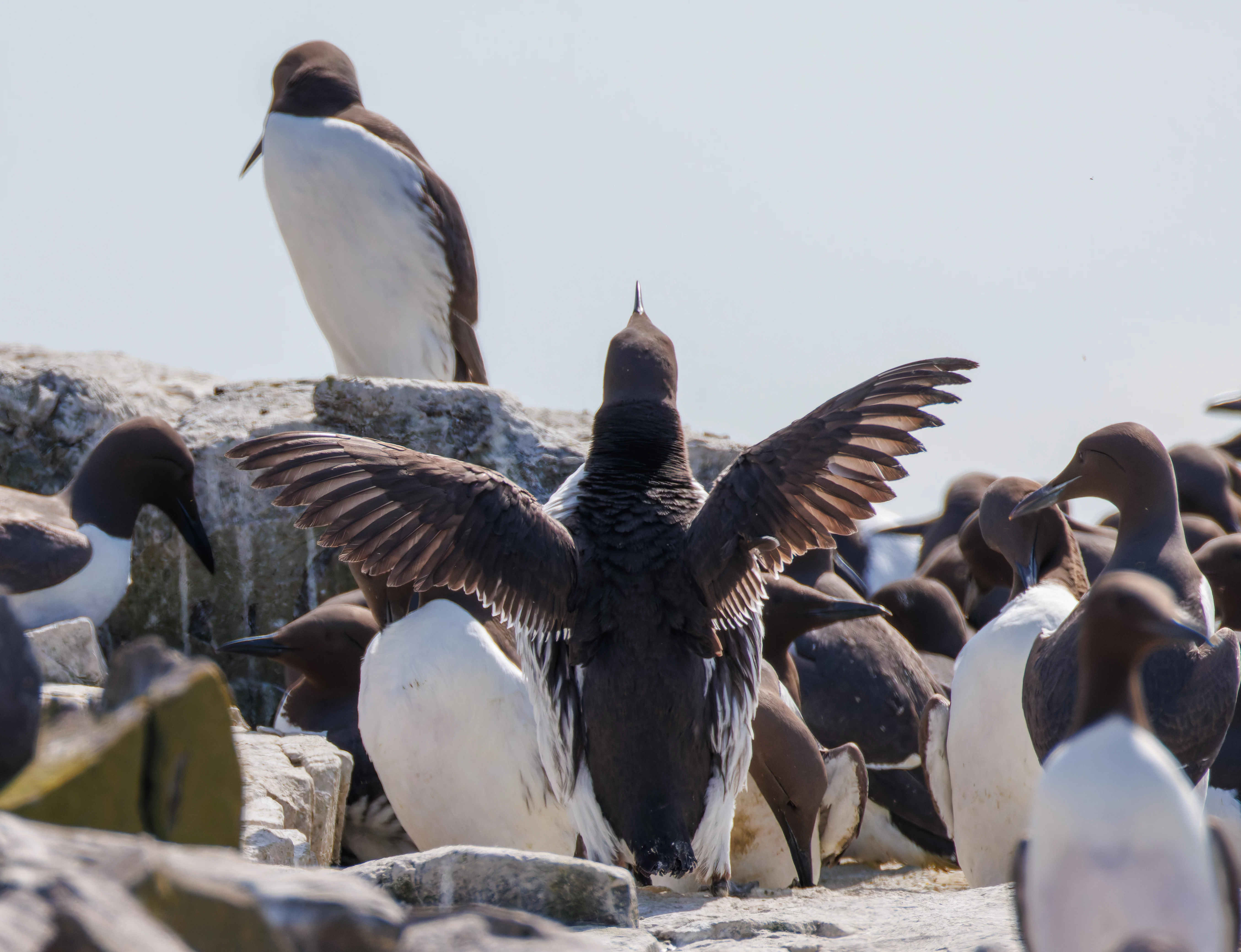 Guillemot, Farne Islands, Seahouses, Northumberland, UK — photo by Orlando Prugel-Bennett