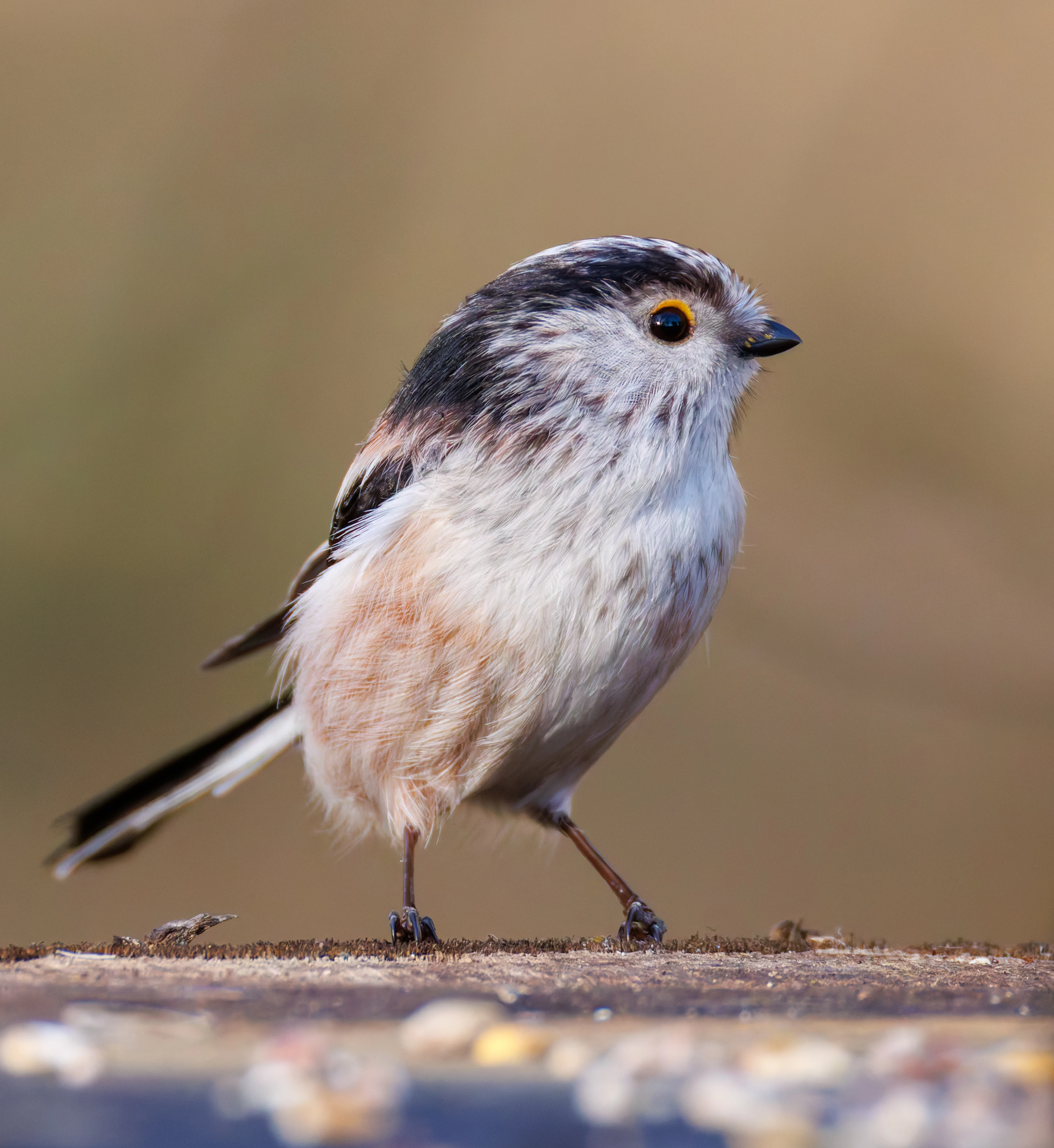 Long-Tailed Tit, Brockholes, Preston, UK — photo by Orlando Prugel-Bennett