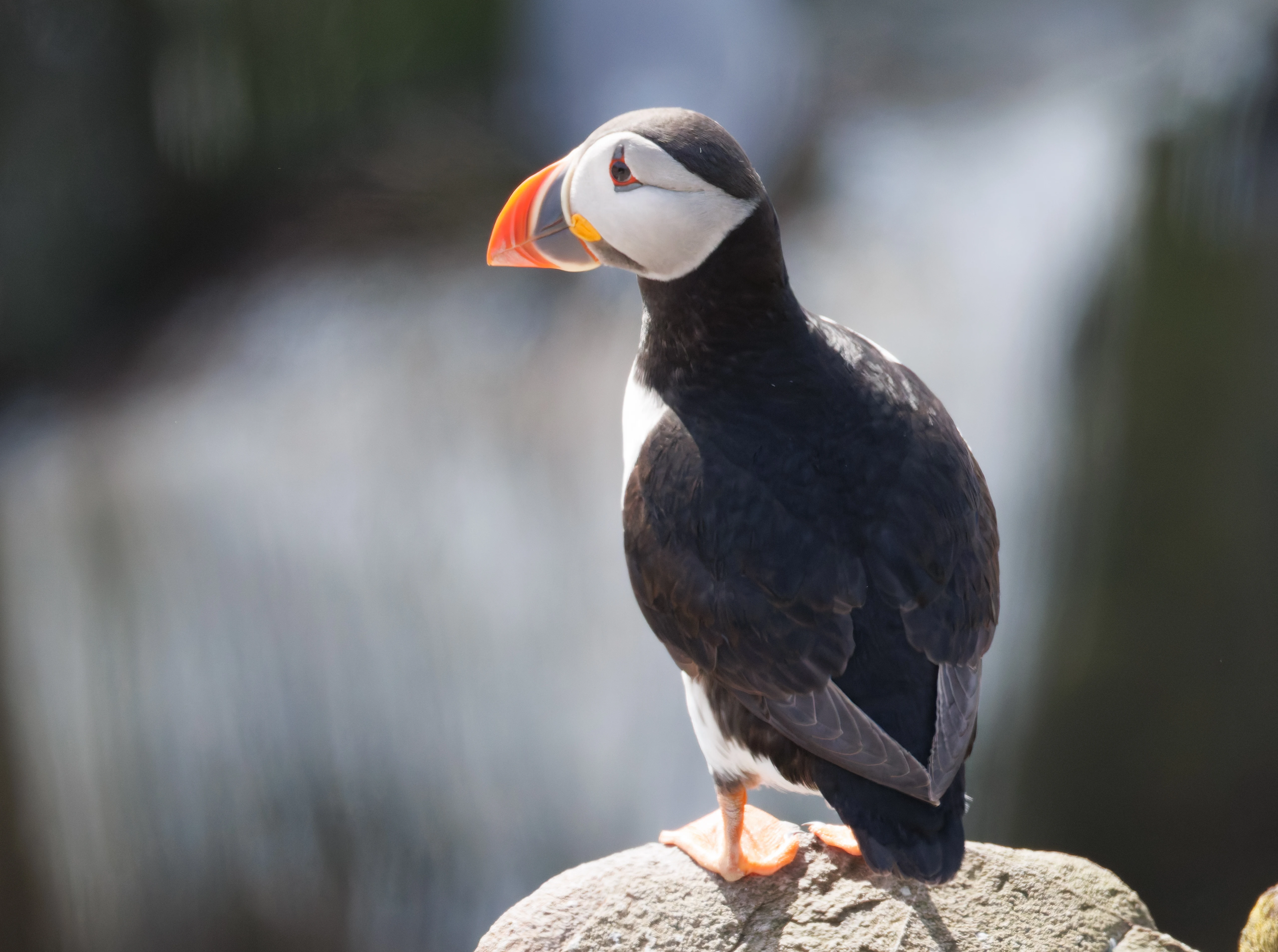 Puffin, Farne Islands, Seahouses, Northumberland, UK — photo by Orlando Prugel-Bennett