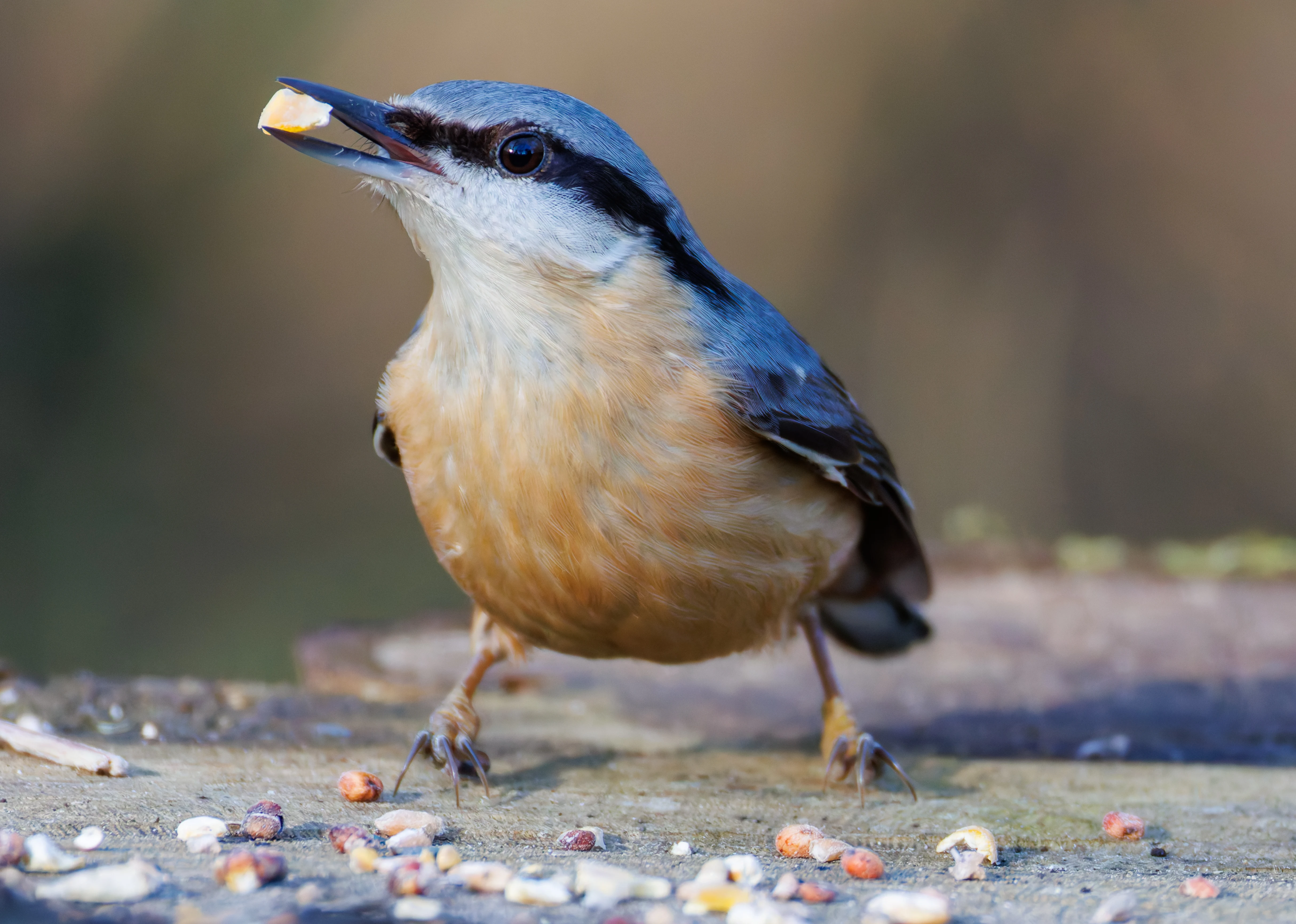 Nuthatch, Brockholes, Preston, UK — photo by Orlando Prugel-Bennett