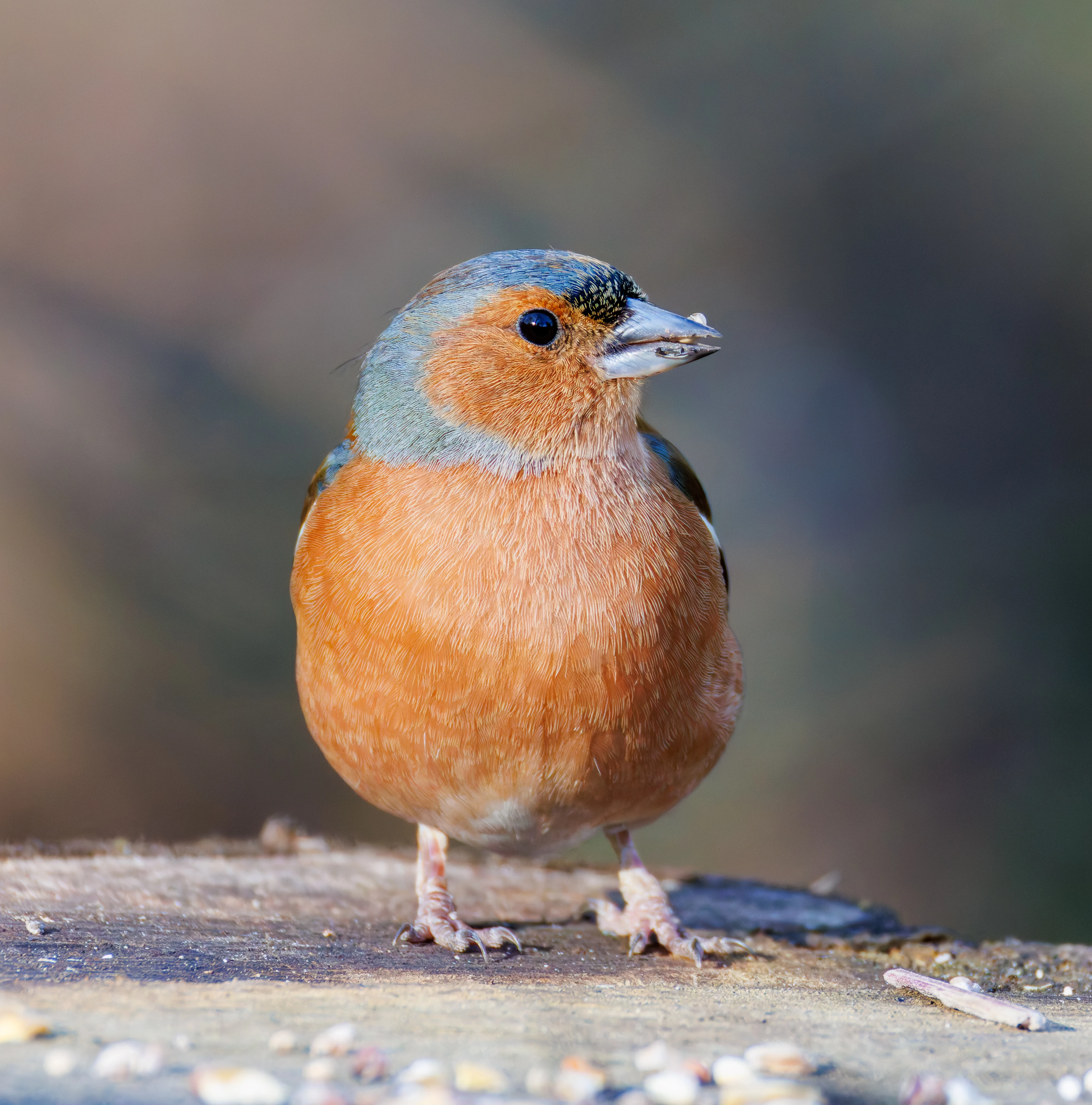 Chaffinch, Brockholes, Preston, UK — photo by Orlando Prugel-Bennett