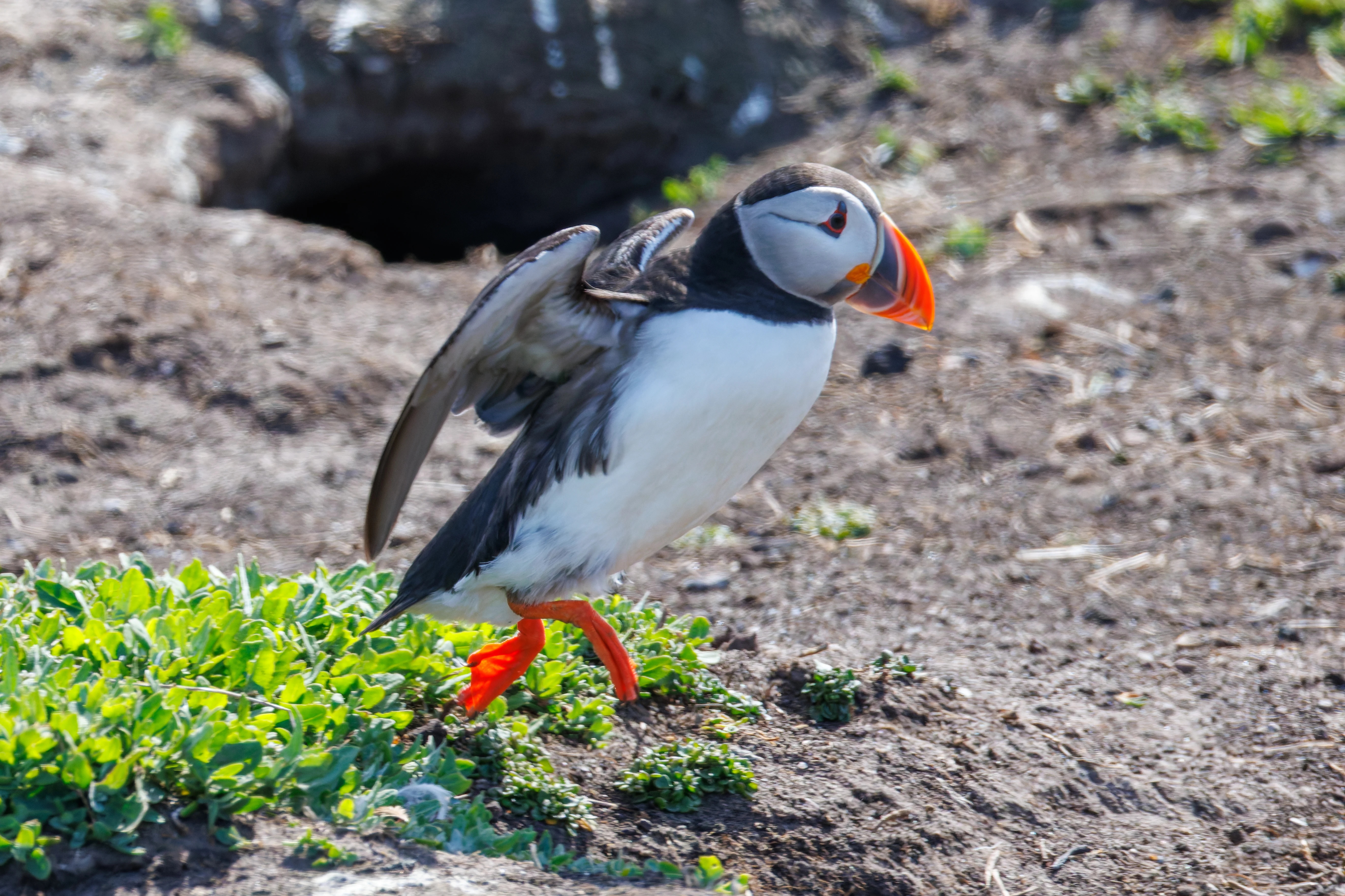 Puffin, Farne Islands, Seahouses, Northumberland, UK — photo by Orlando Prugel-Bennett
