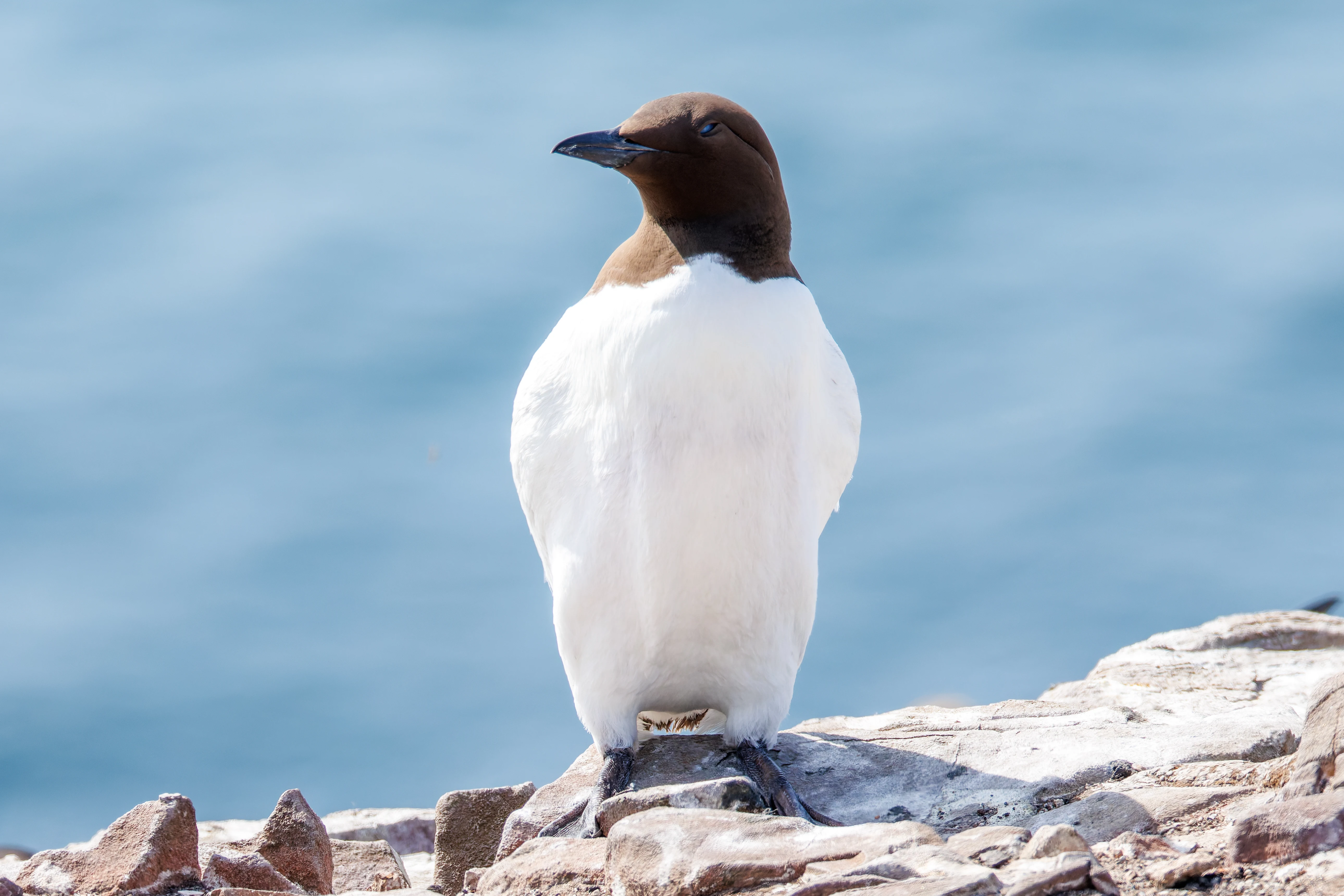 Guillemot, Farne Islands, Seahouses, Northumberland, UK — photo by Orlando Prugel-Bennett