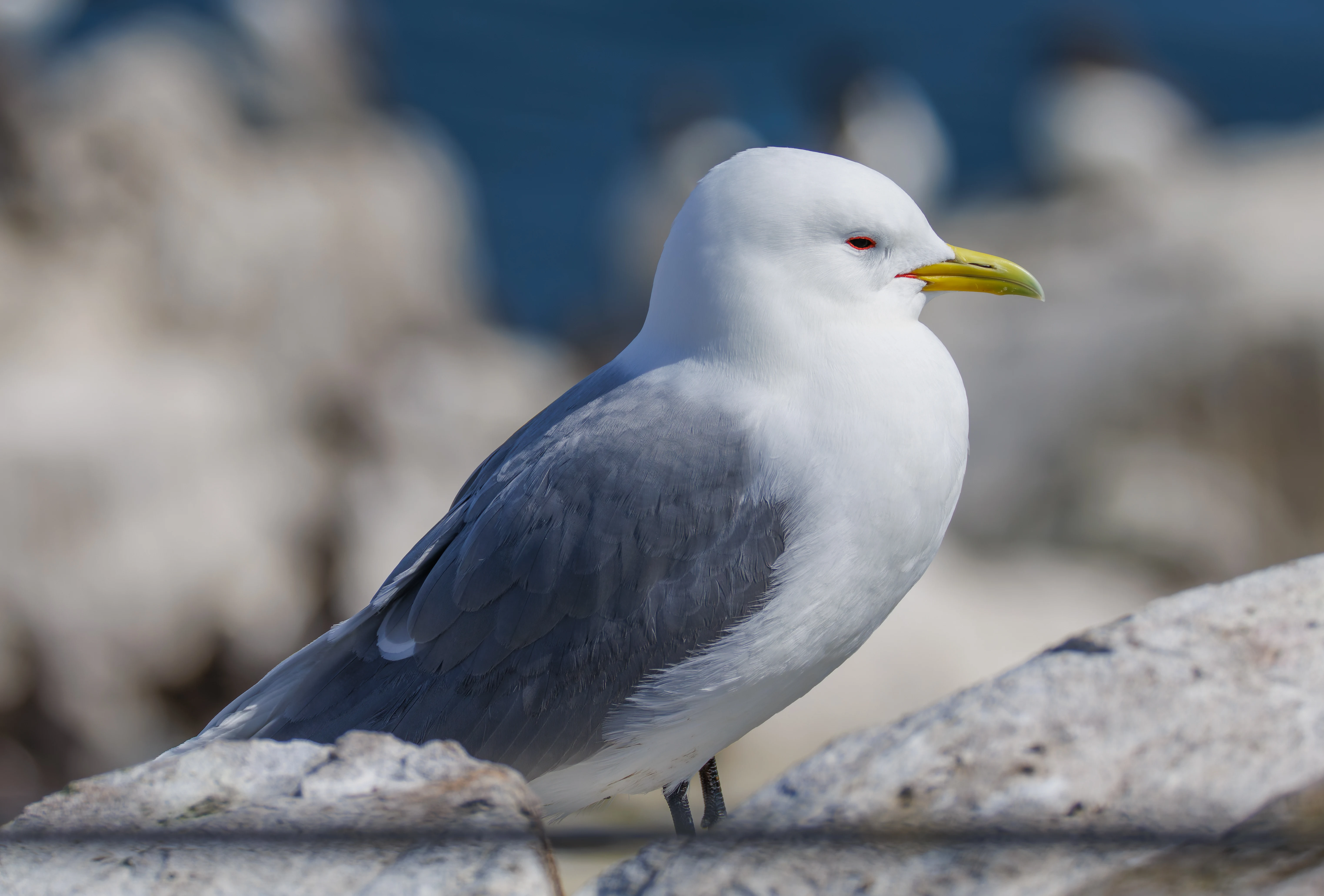 Kittiwake, Farne Islands, Seahouses, Northumberland, UK — photo by Orlando Prugel-Bennett