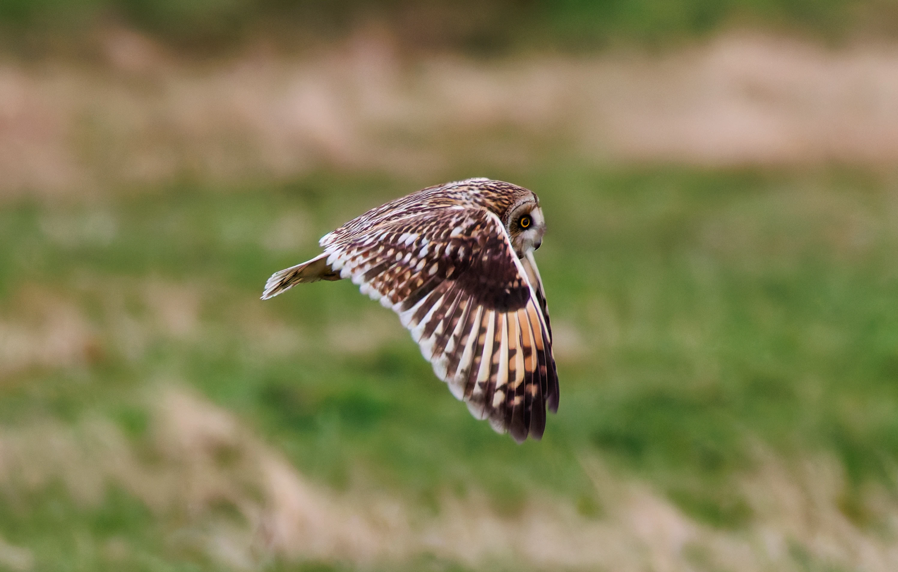 Short-eared Owl, Glasson Docks, UK — photo by Orlando Prugel-Bennett