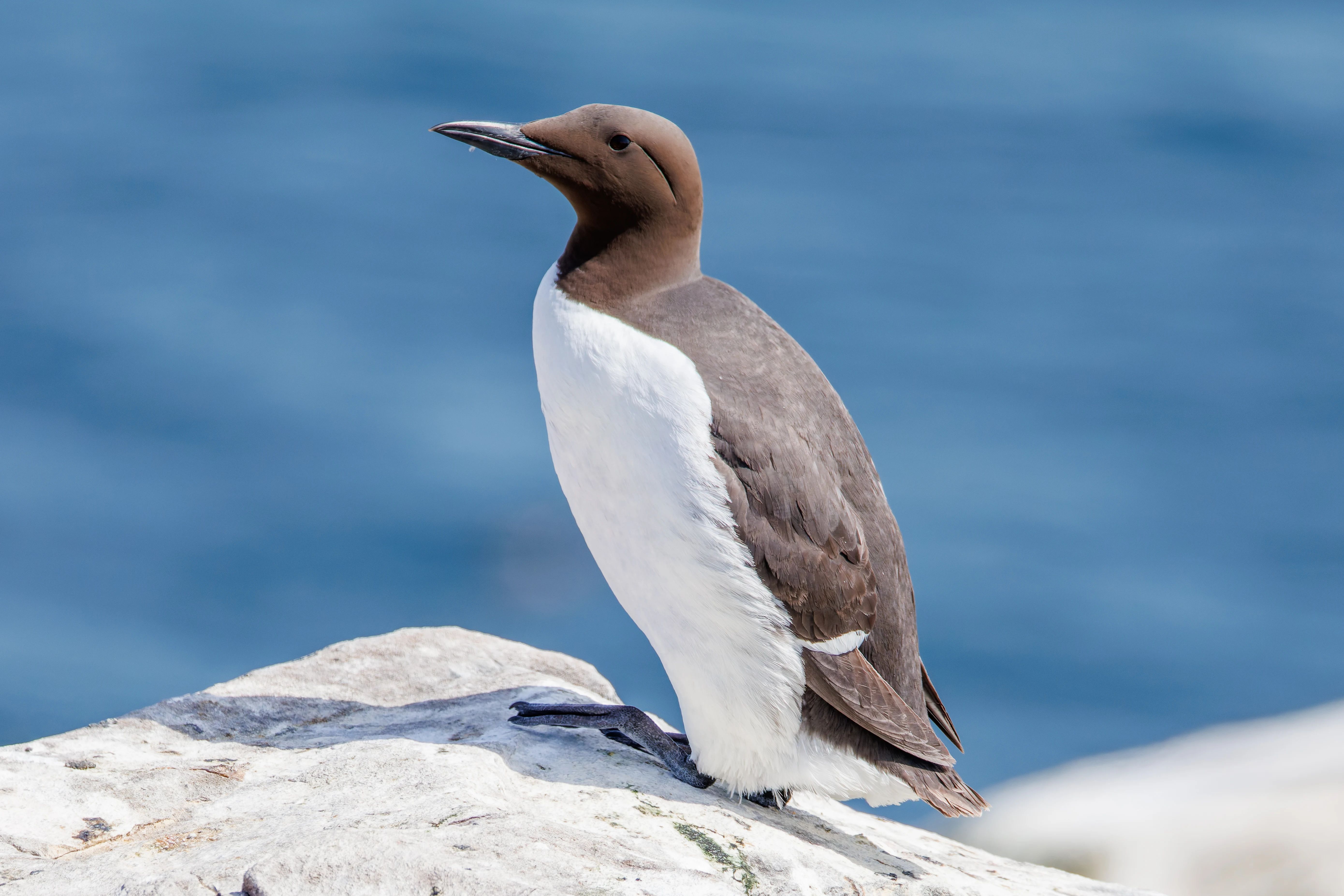 Guillemot, Farne Islands, Seahouses, Northumberland, UK — photo by Orlando Prugel-Bennett