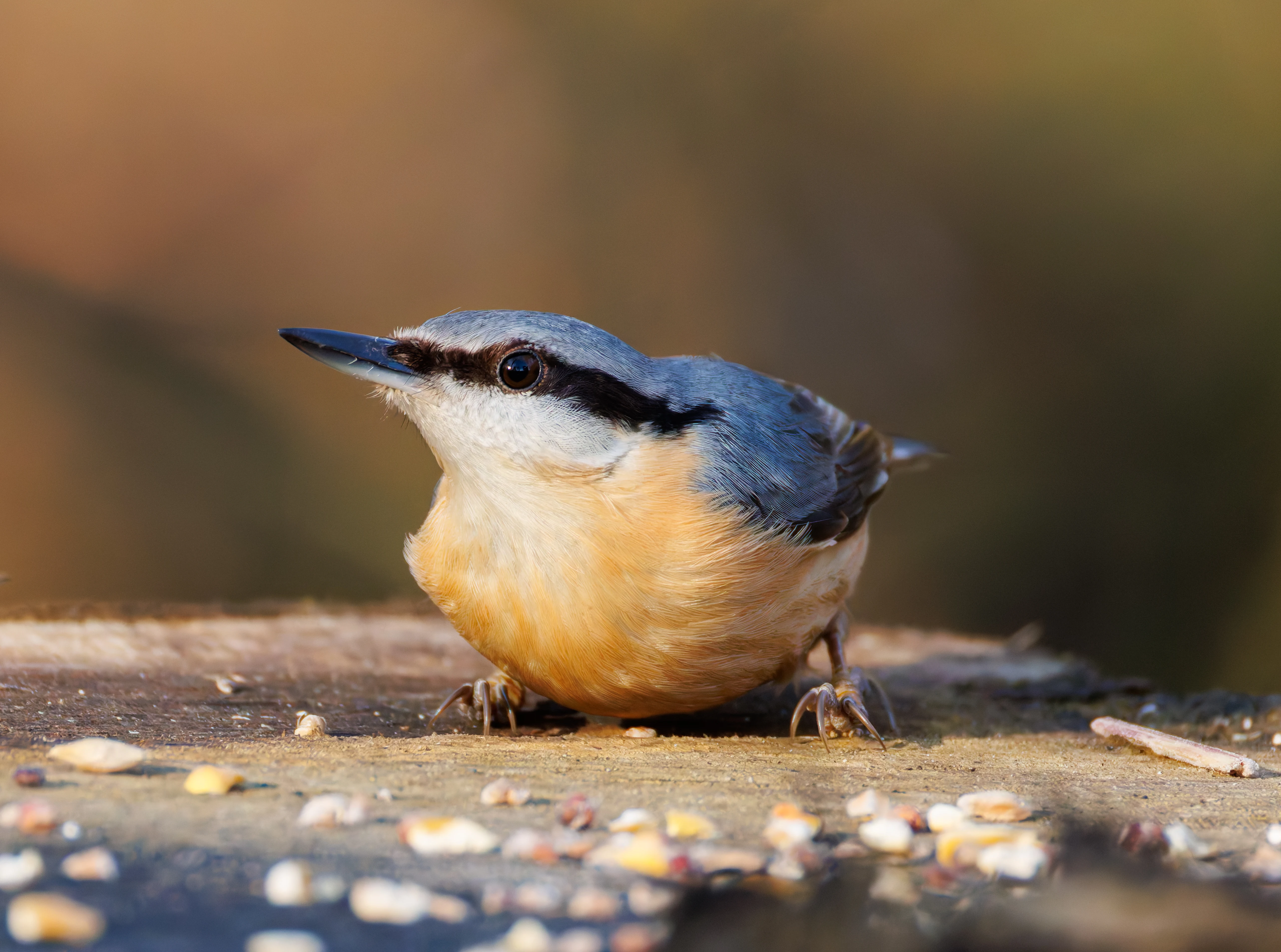 Nuthatch, Brockholes, Preston, UK — photo by Orlando Prugel-Bennett