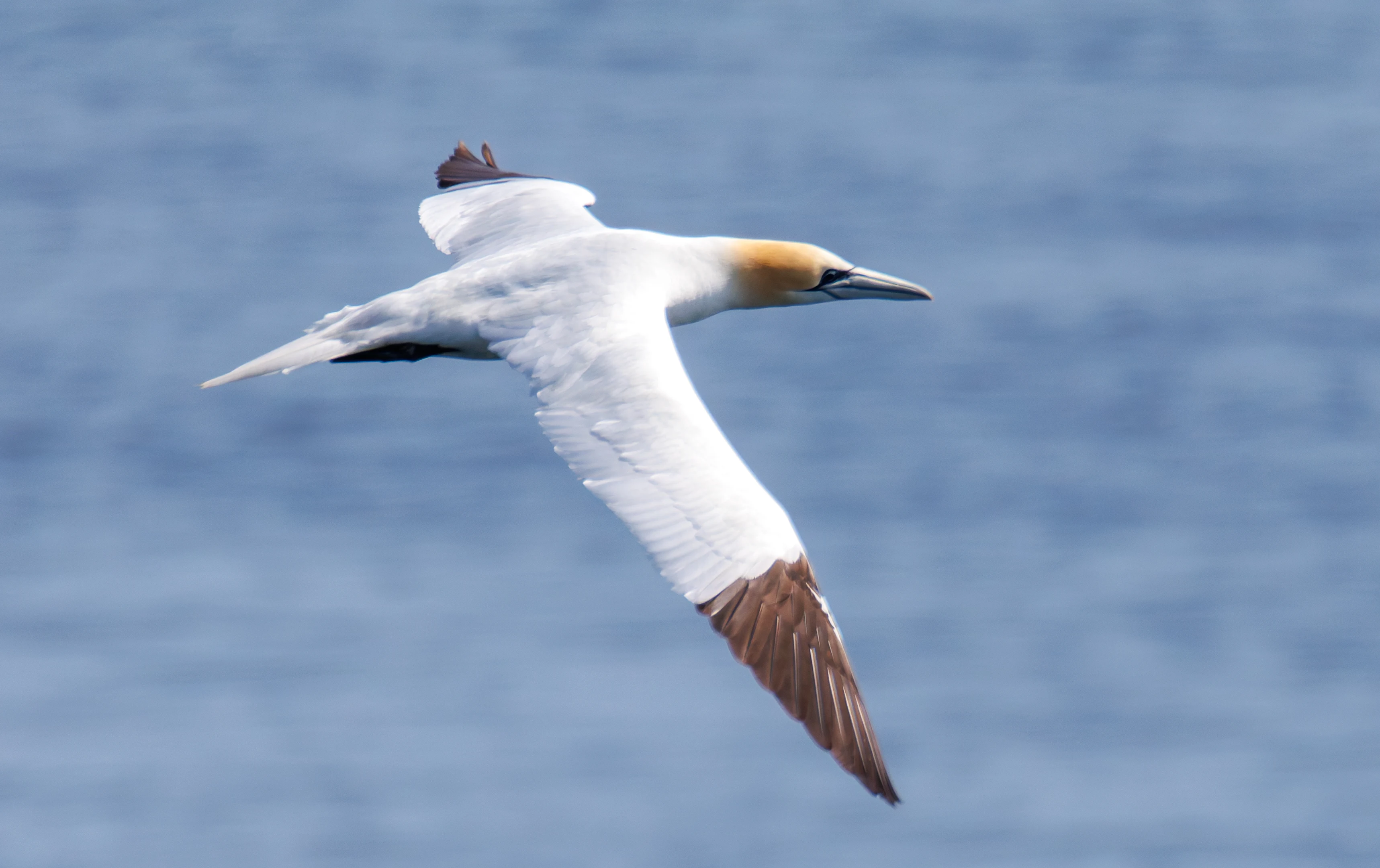 Northern gannet, Farne Islands, Seahouses, Northumberland, UK — photo by Orlando Prugel-Bennett