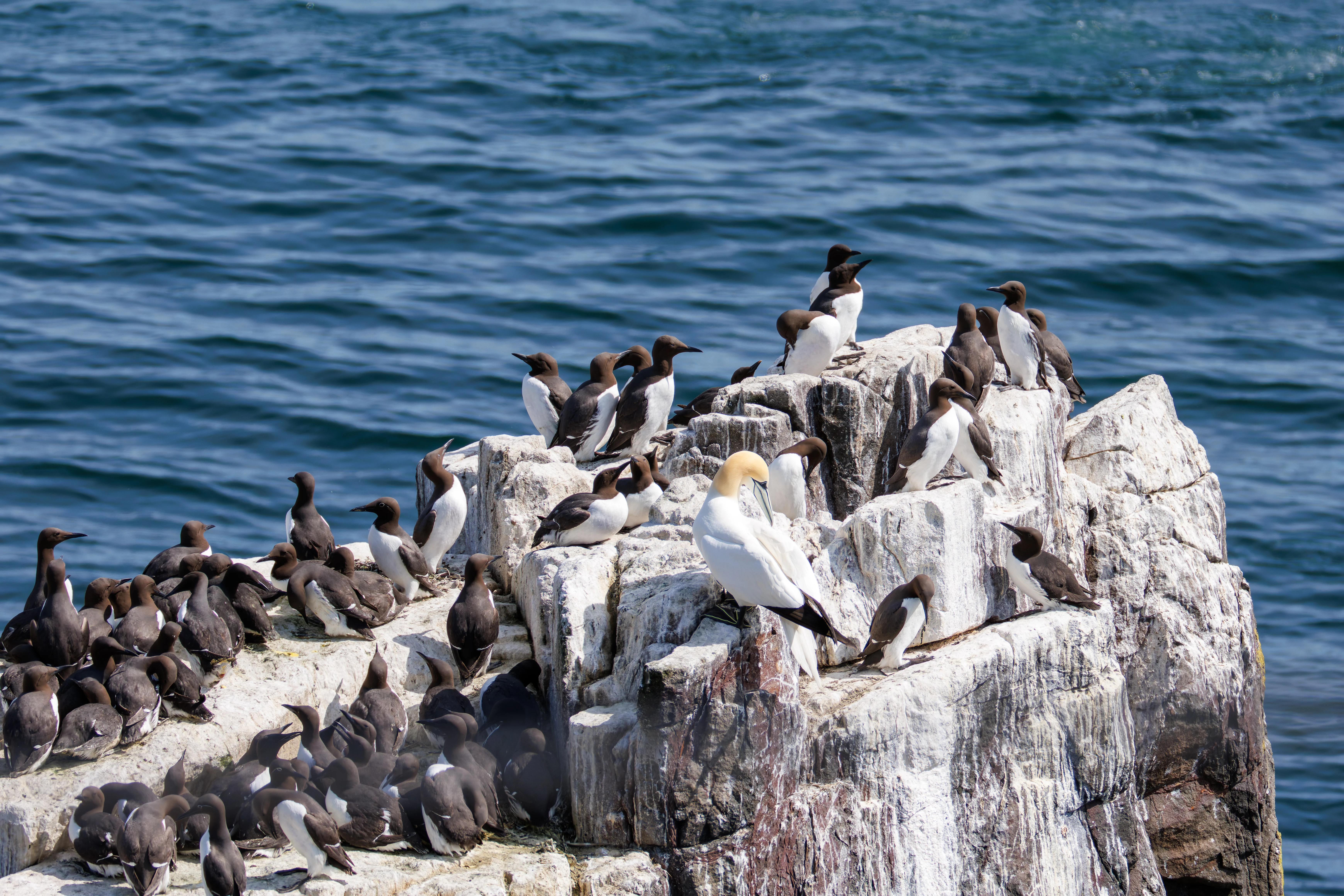 Northern Gannet & Guillemots, Farne Islands, Seahouses, Northumberland, UK — photo by Orlando Prugel-Bennett