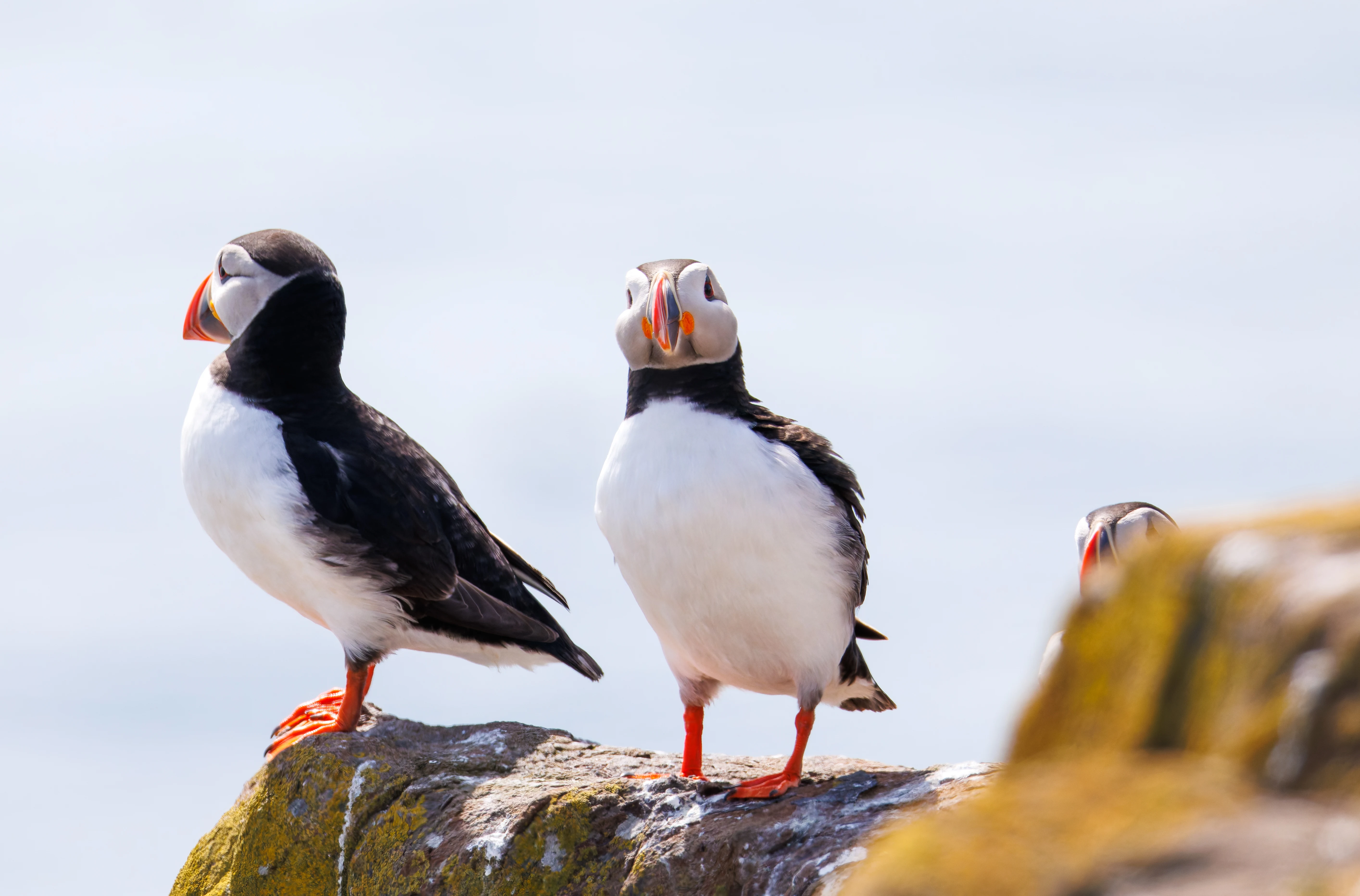 Puffins, Farne Islands, Seahouses, Northumberland, UK — photo by Orlando Prugel-Bennett