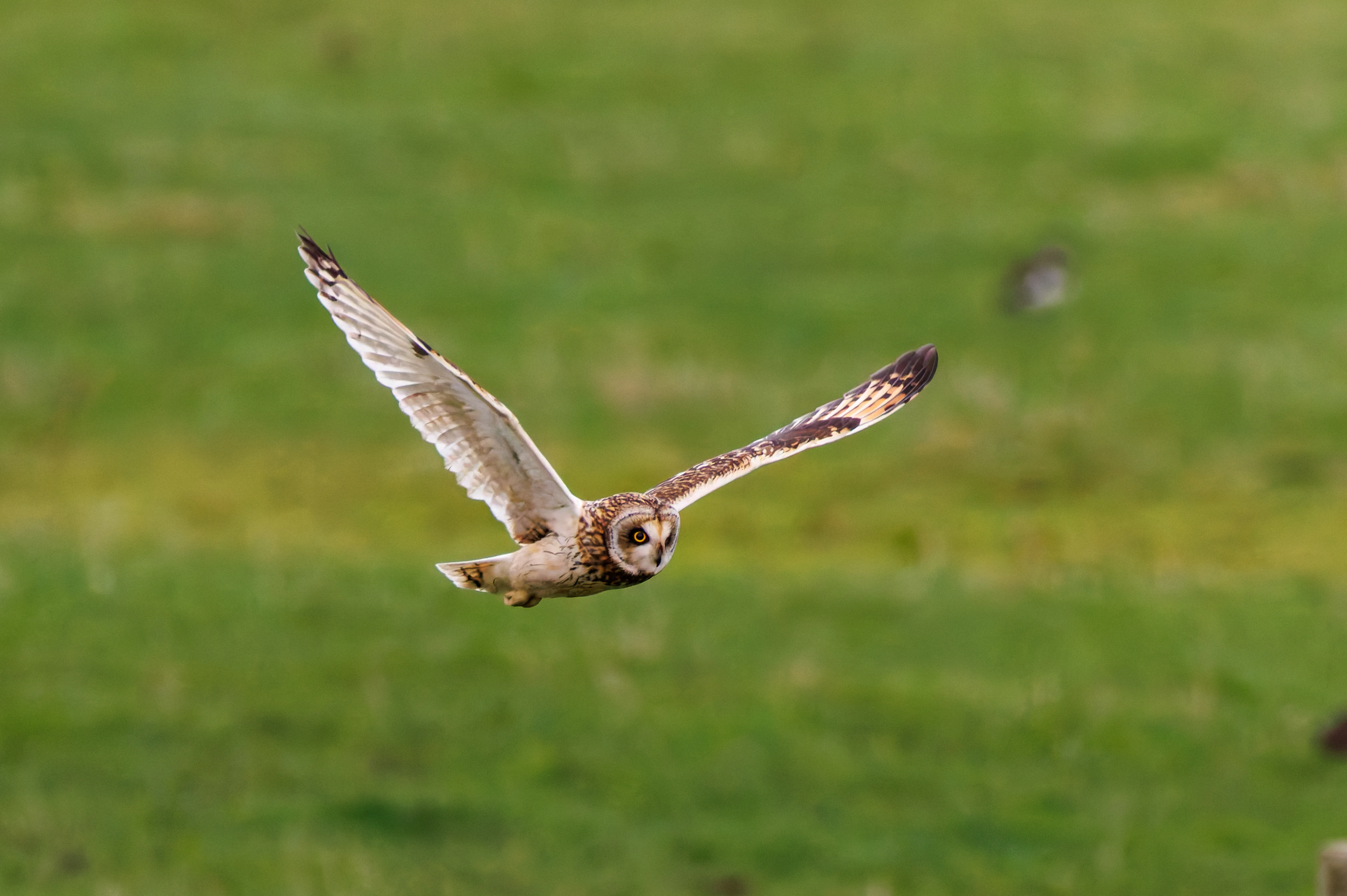 Short-eared Owl, Glasson Docks, UK — photo by Orlando Prugel-Bennett